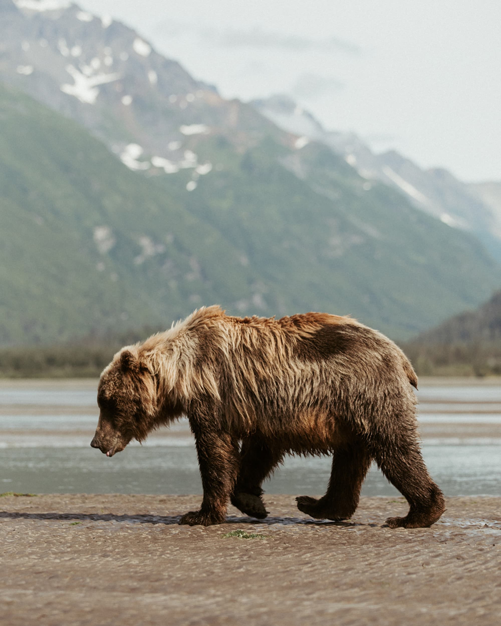 A brown bear walking along a riverbed with mountains in the background.