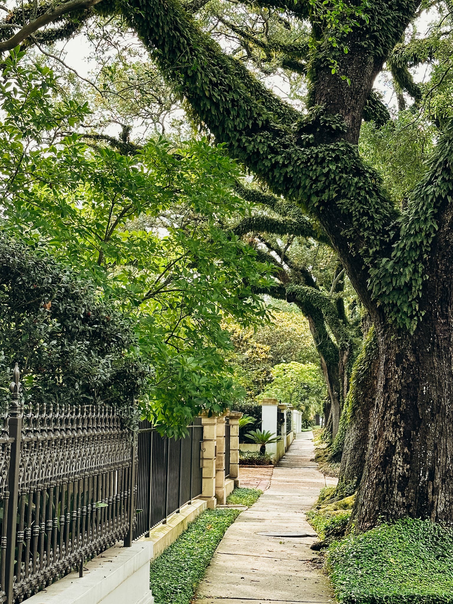 A sidewalk running underneath leafy live oak trees.