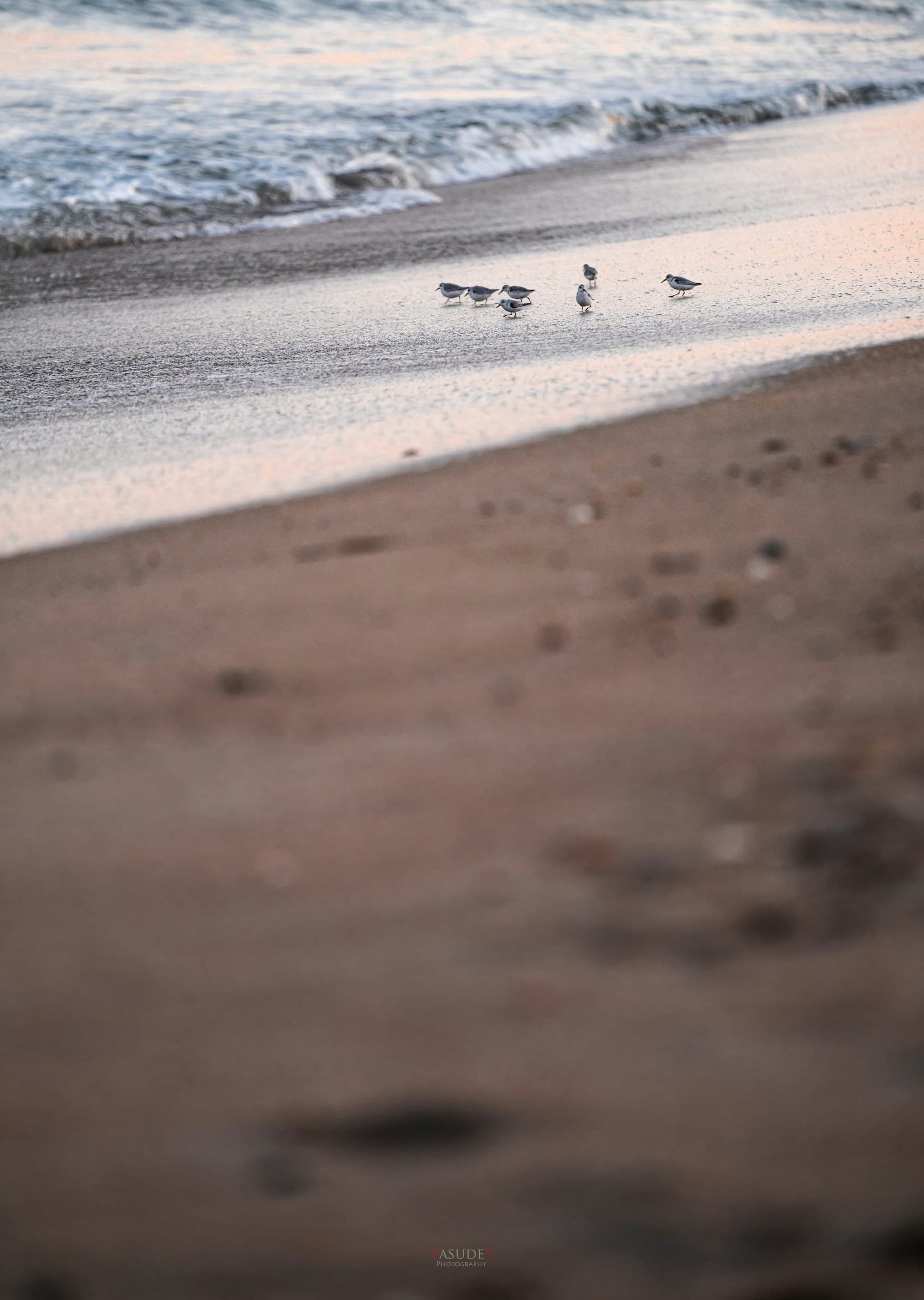 Birds on the beach with shallow waves in the background.