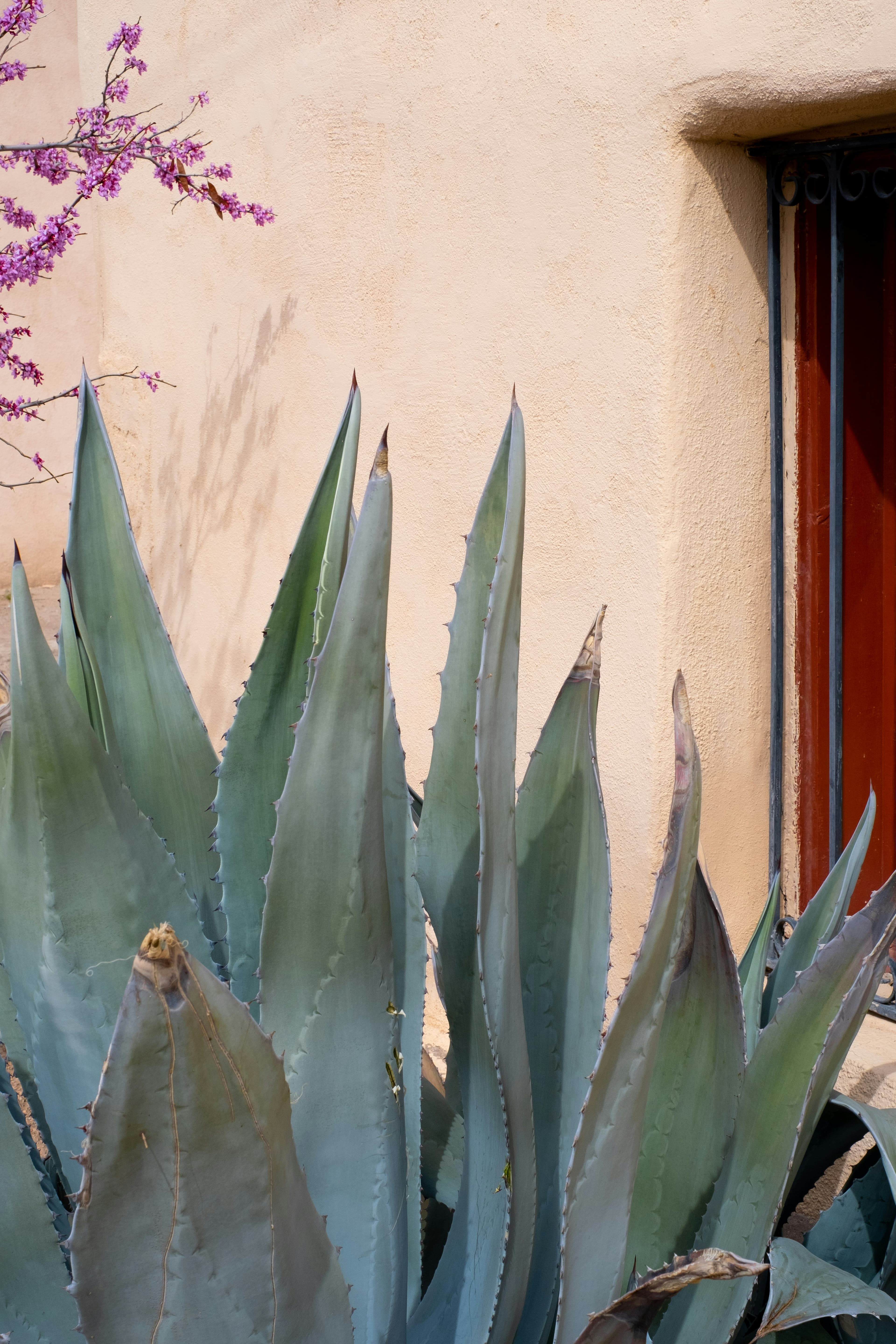 A sage-green desert plant against an adobe wall.