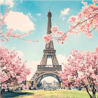 Eiffel tower behind pink flowers.