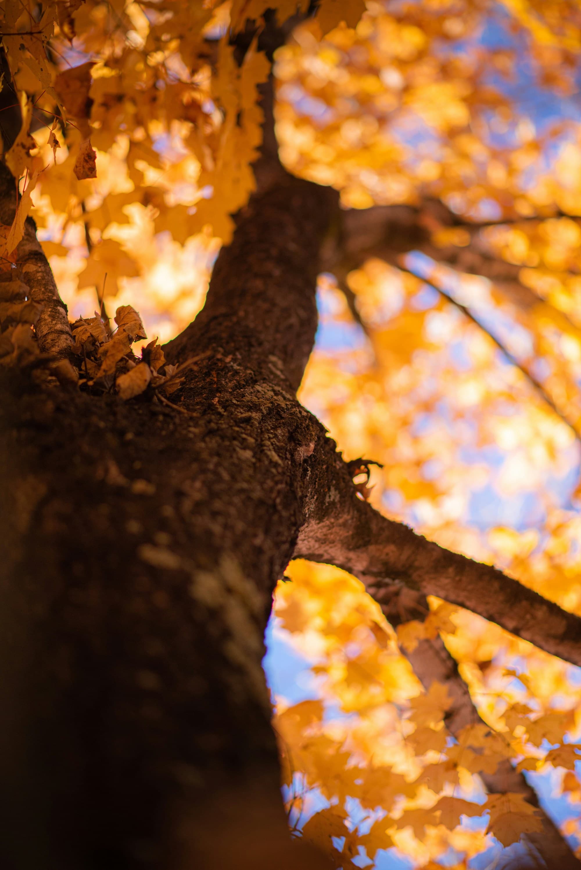 A low-angled view of a tree with orange, fall leaves