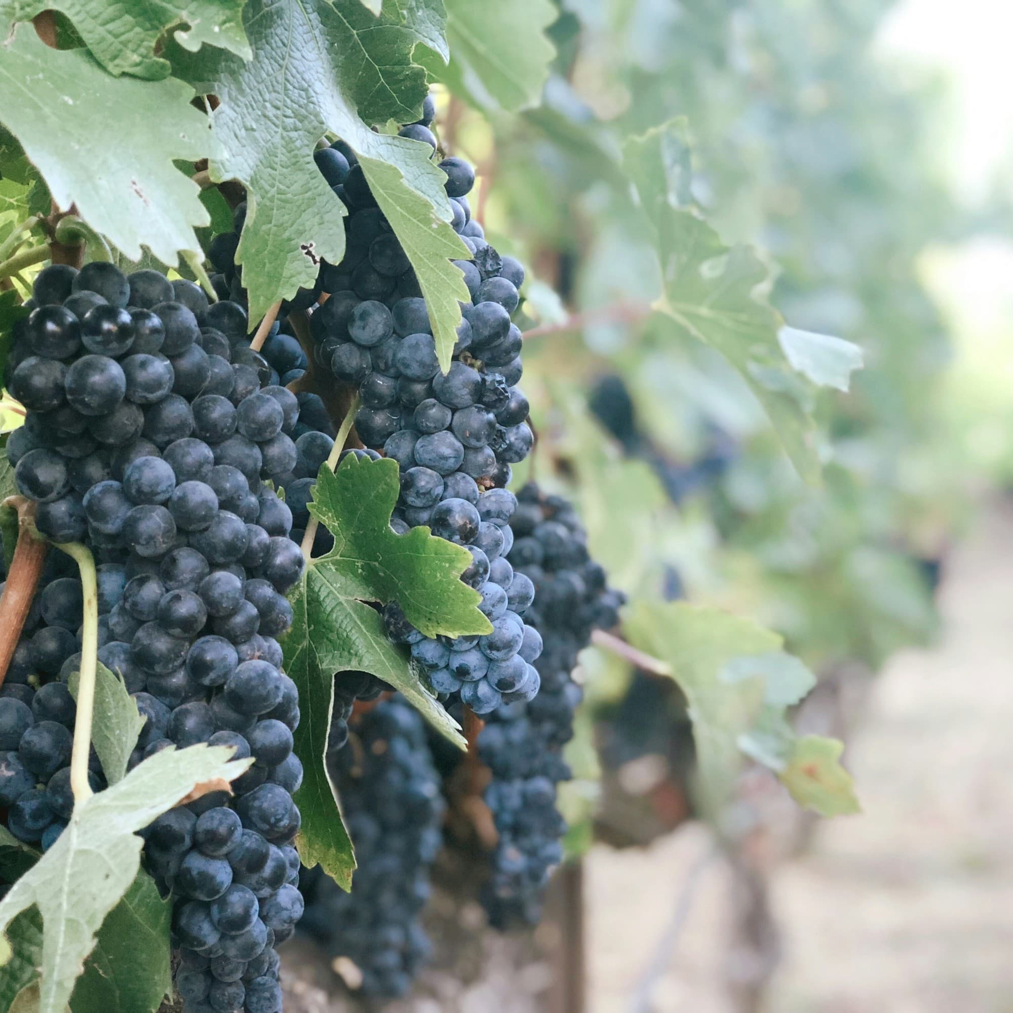 Purple grapes on a vine.