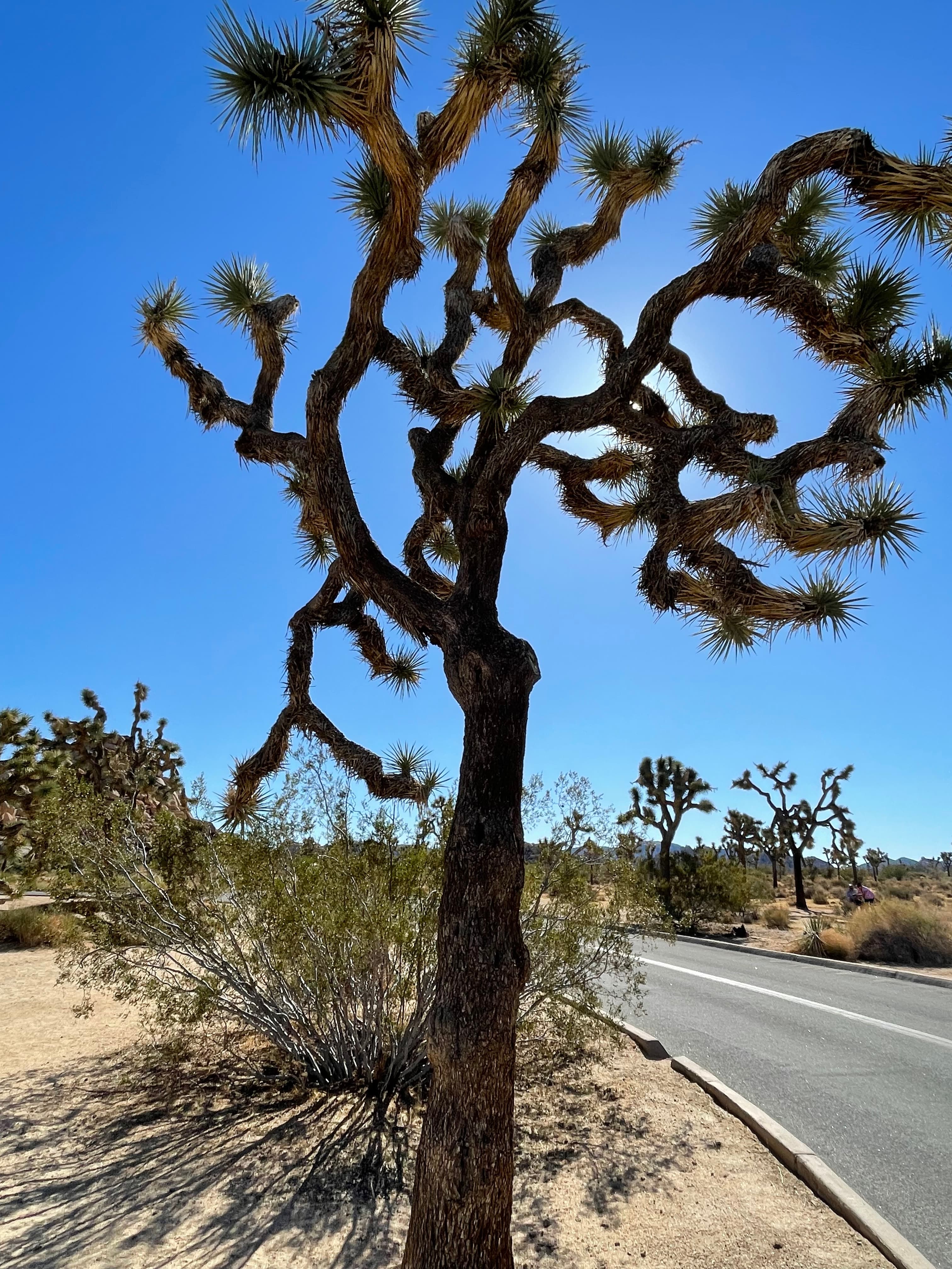 Joshua tree at Joshua Tree National Park.