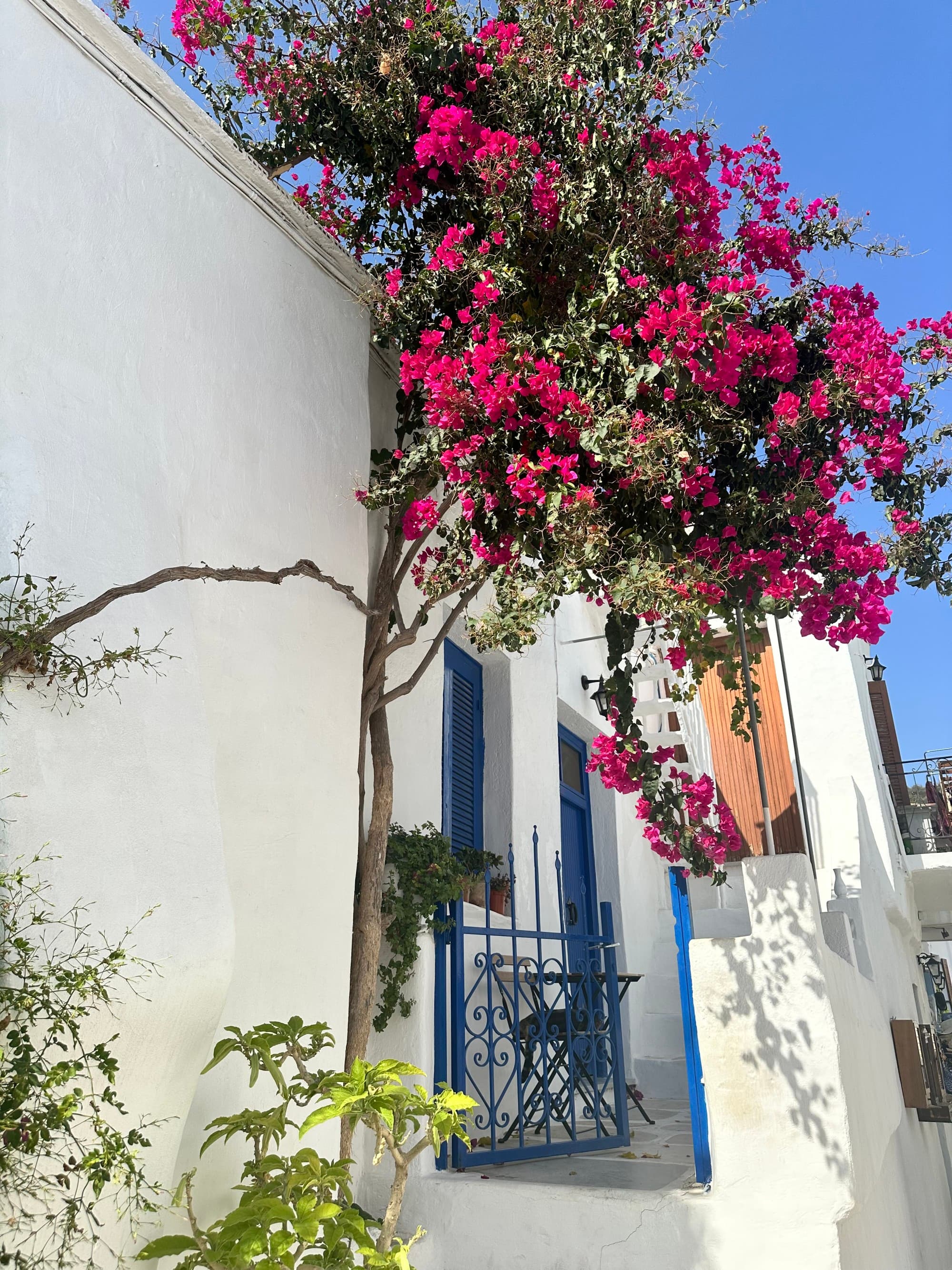 Vine of red flowers on aa building with blue door.