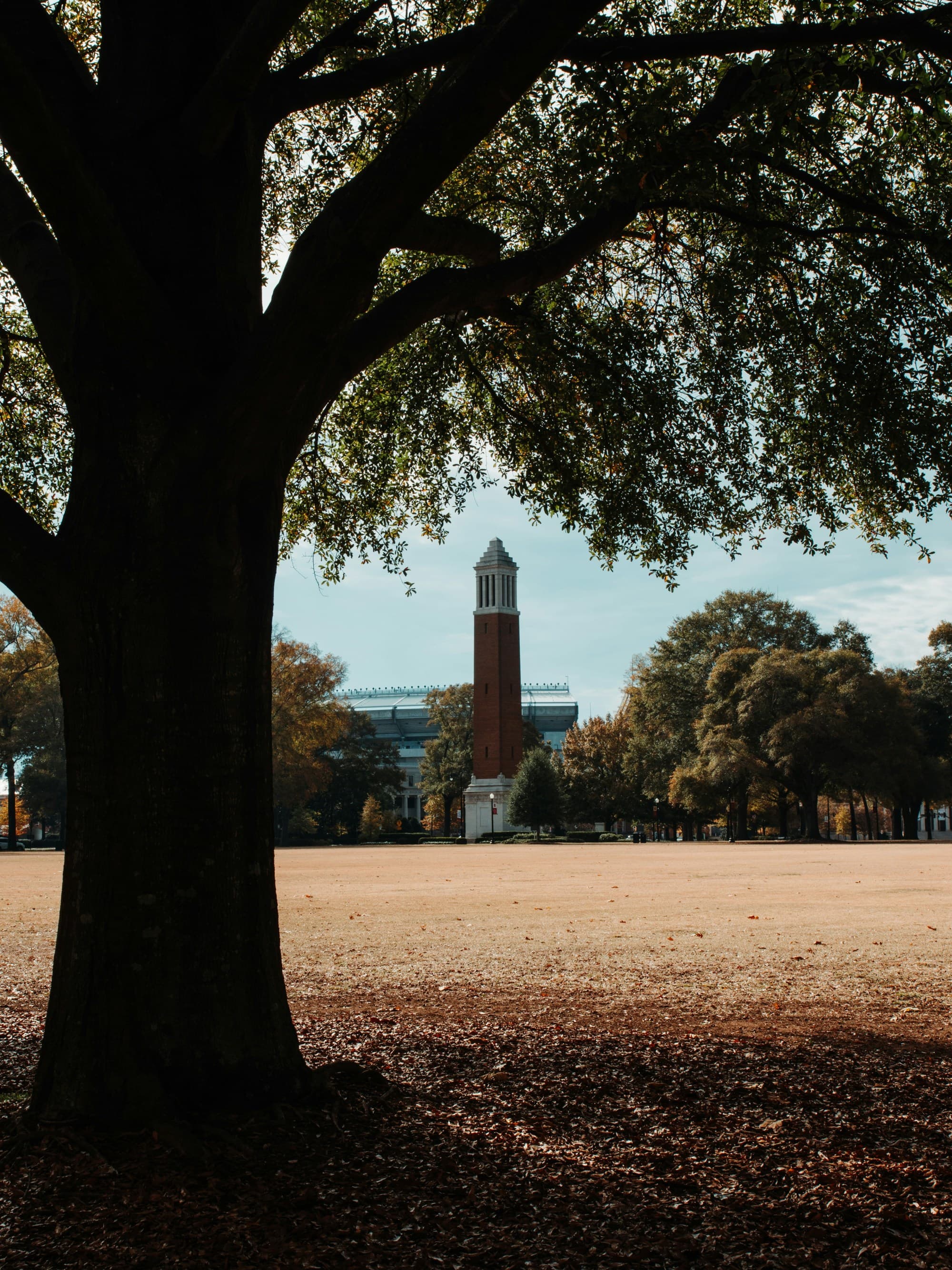 A large tree with clock tower in the distance