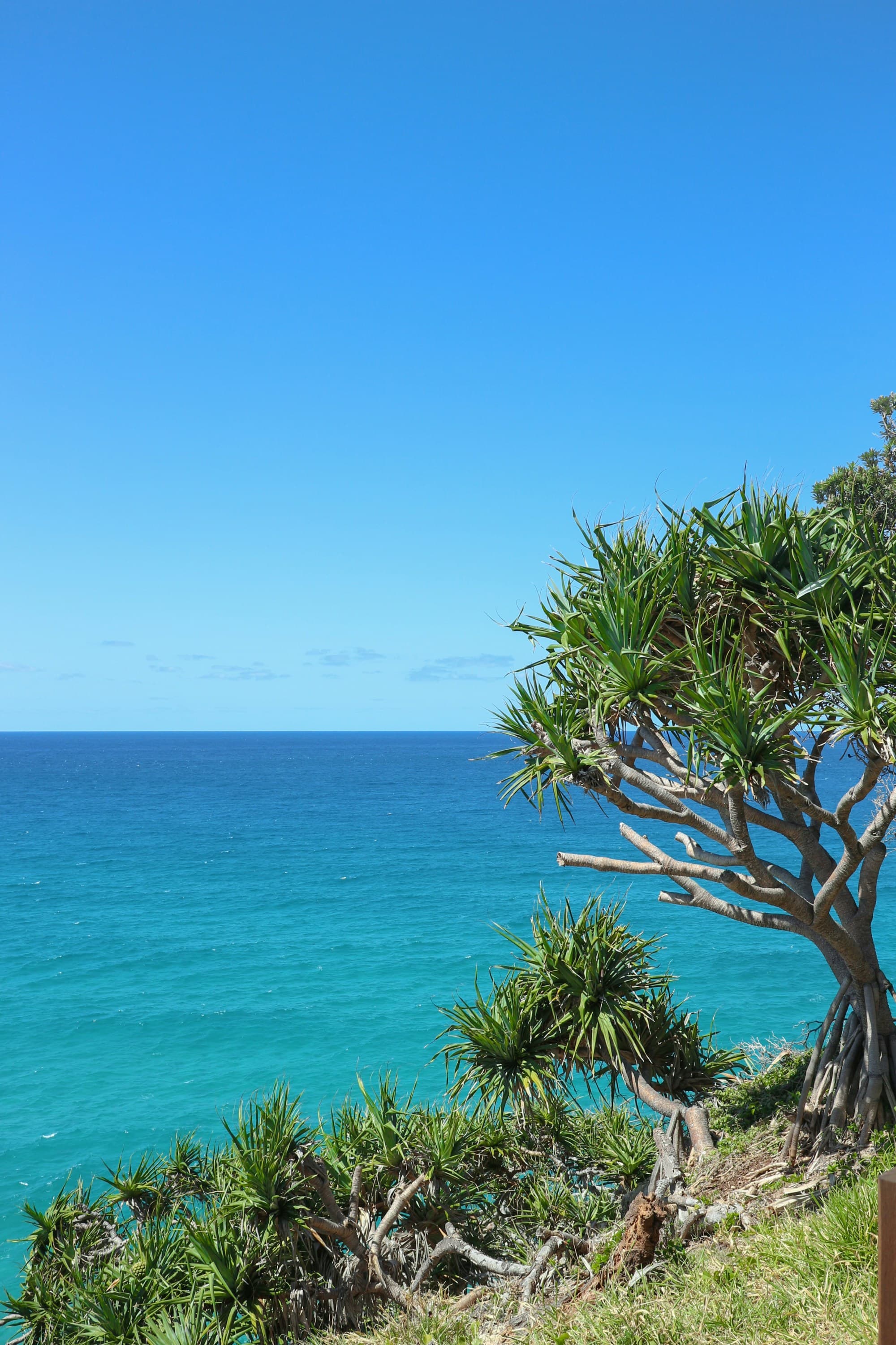 A group of trees of a seaside hill during the daytime