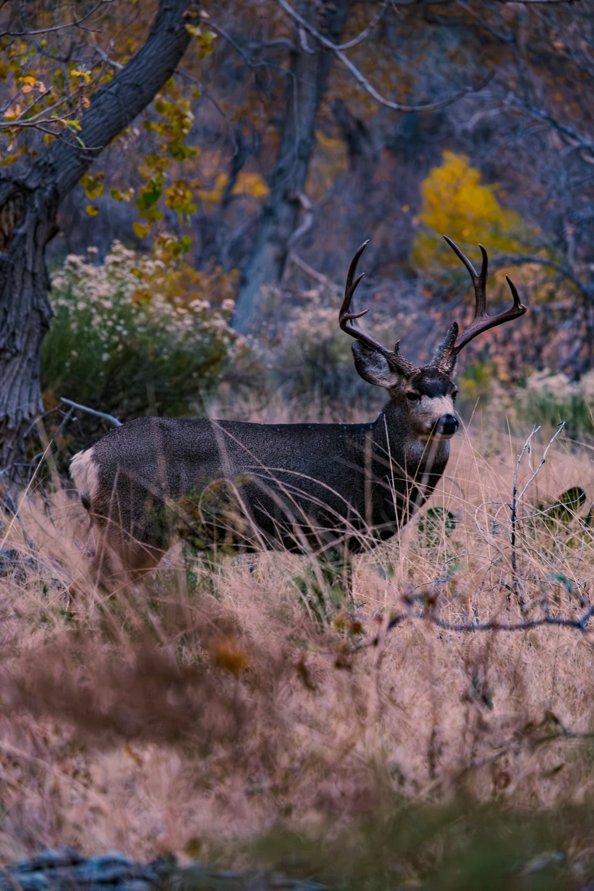 A deer with prominent antlers stands amidst tall grass, framed by trees and autumn leaves in the background.