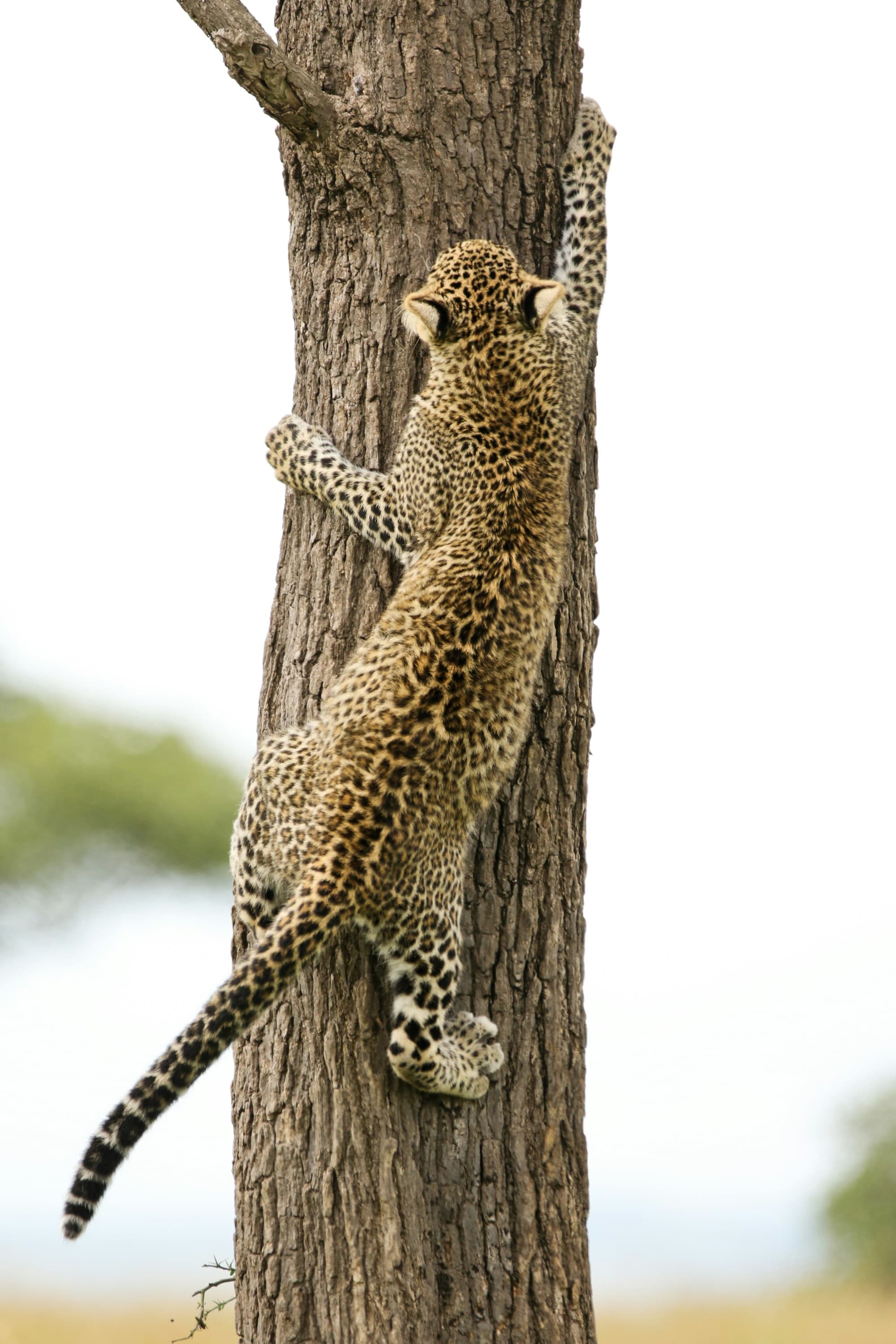 A picture of a cheetah cub climbing a tree.