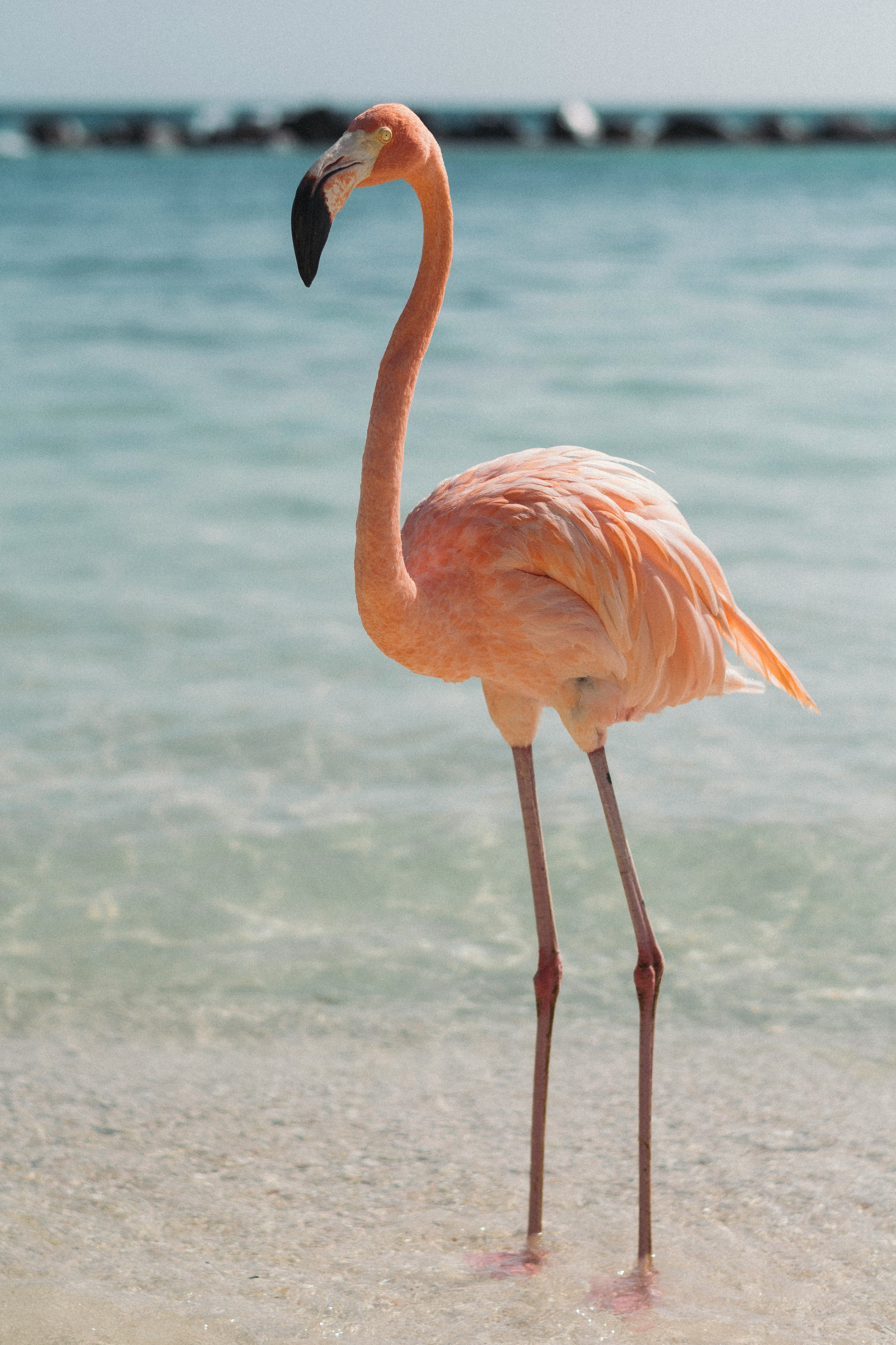 The image features a flamingo in water.