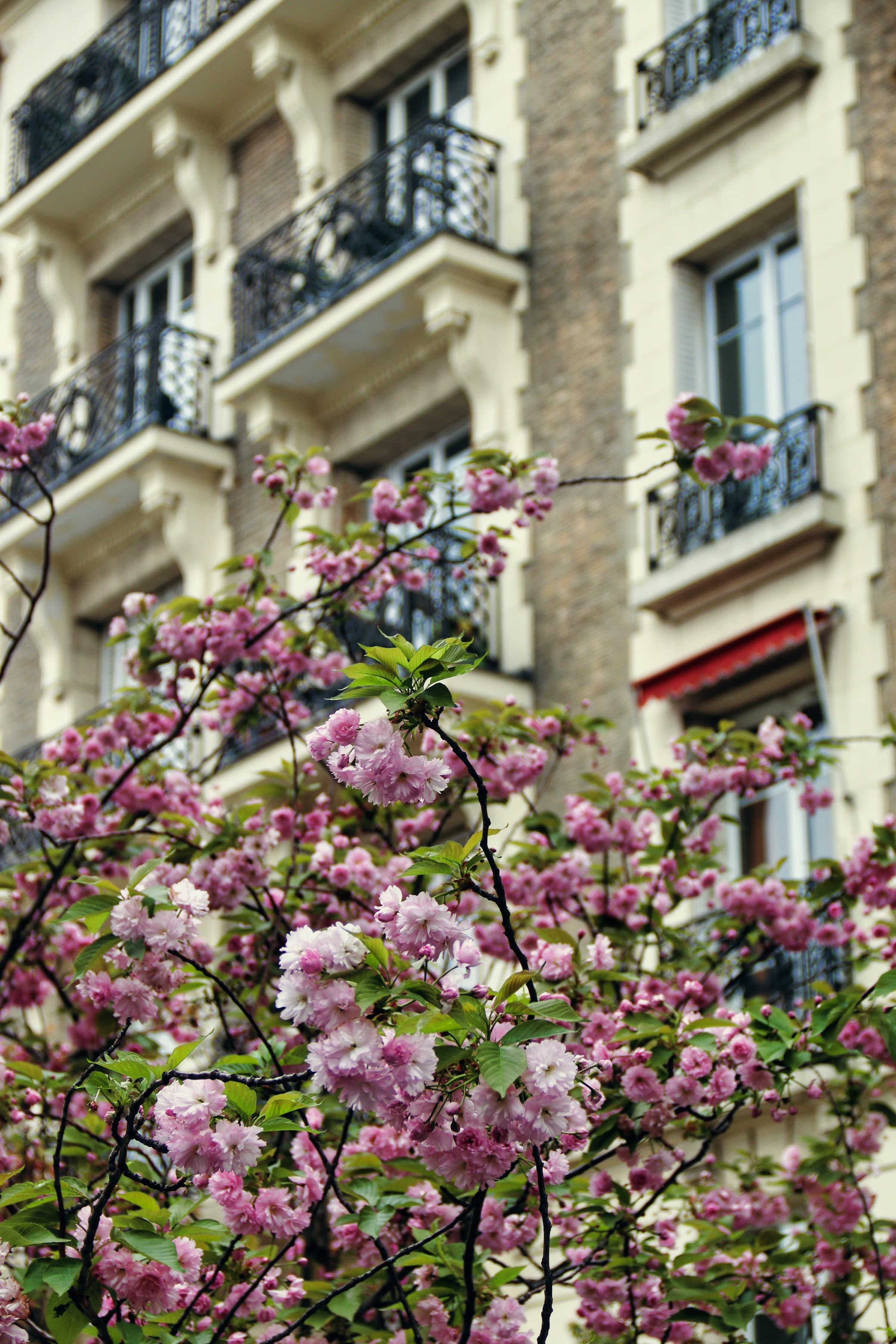 Pink flowers in front of a rustic building in Paris.