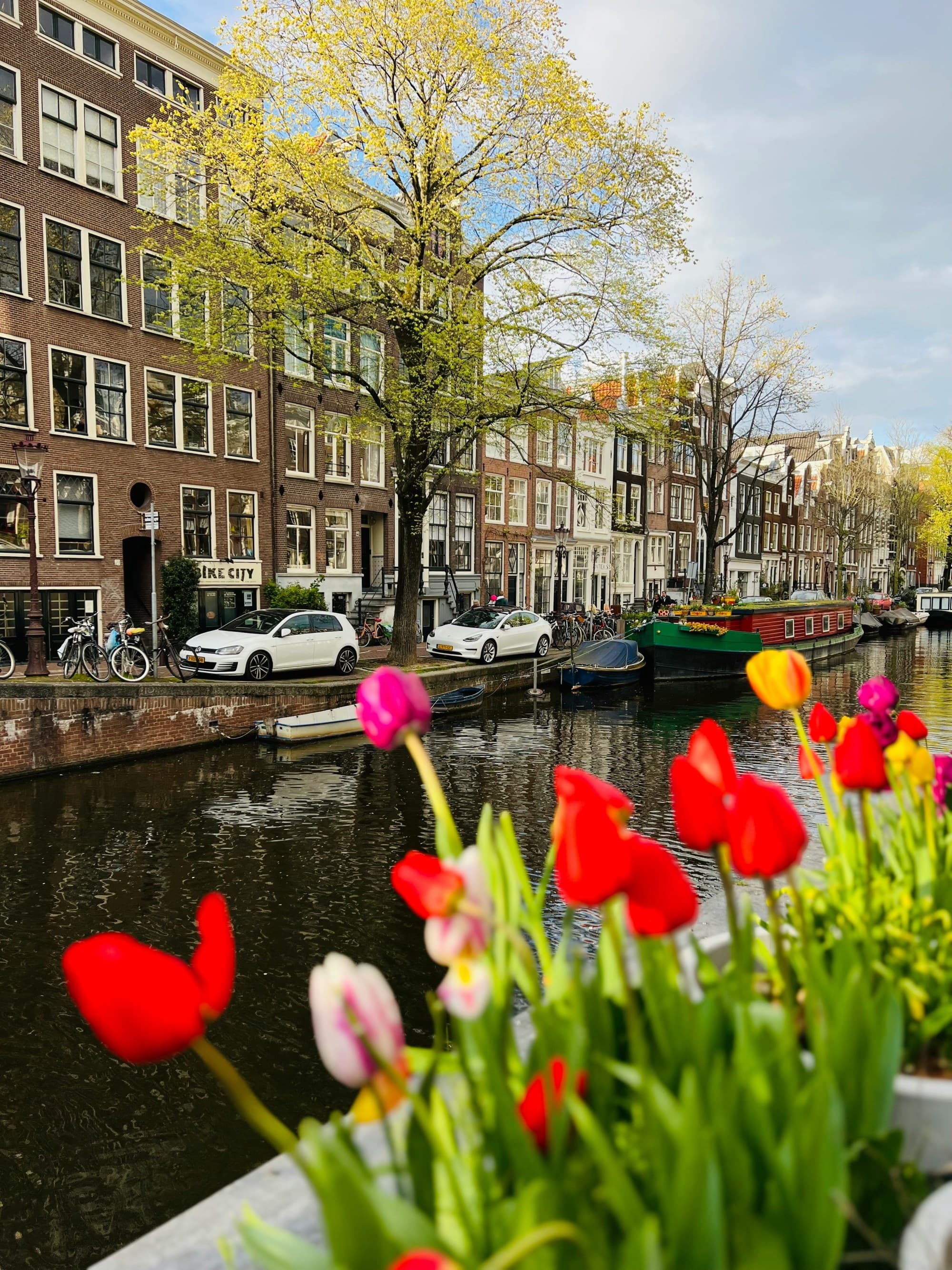 City canal behind colorful flowers.