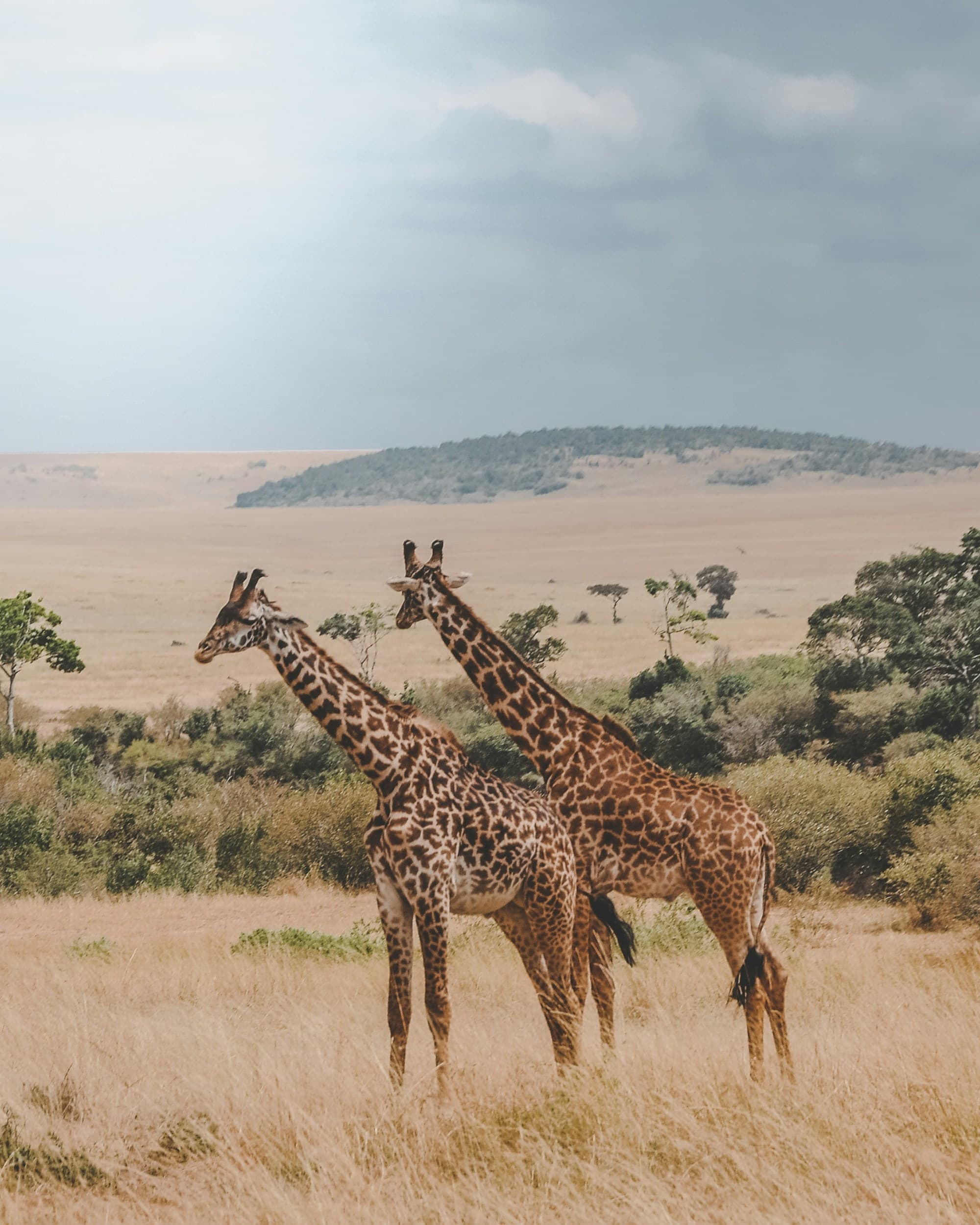 Two giraffes in a desert.