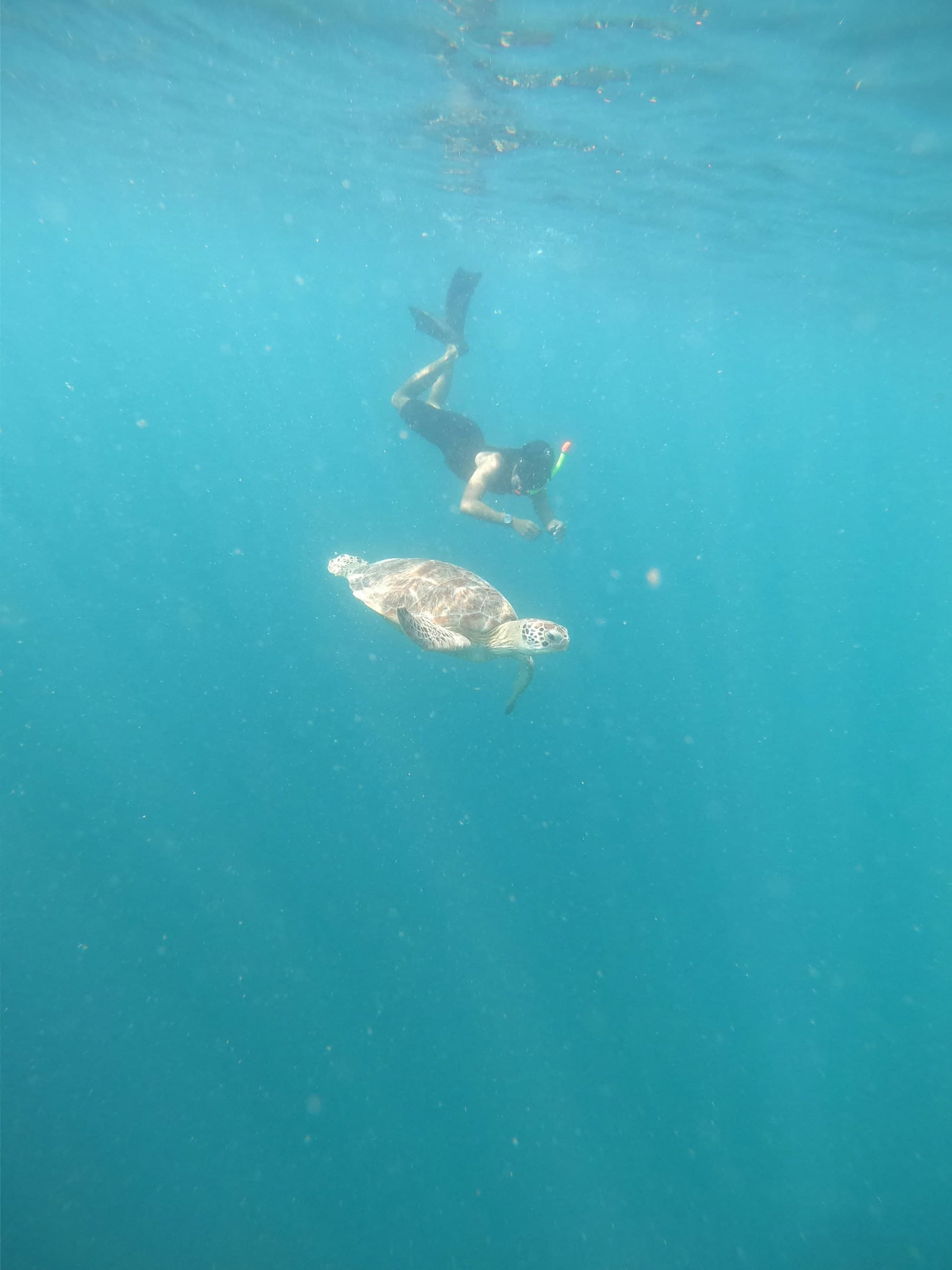 A snorkeler swims underwater with a turtle.