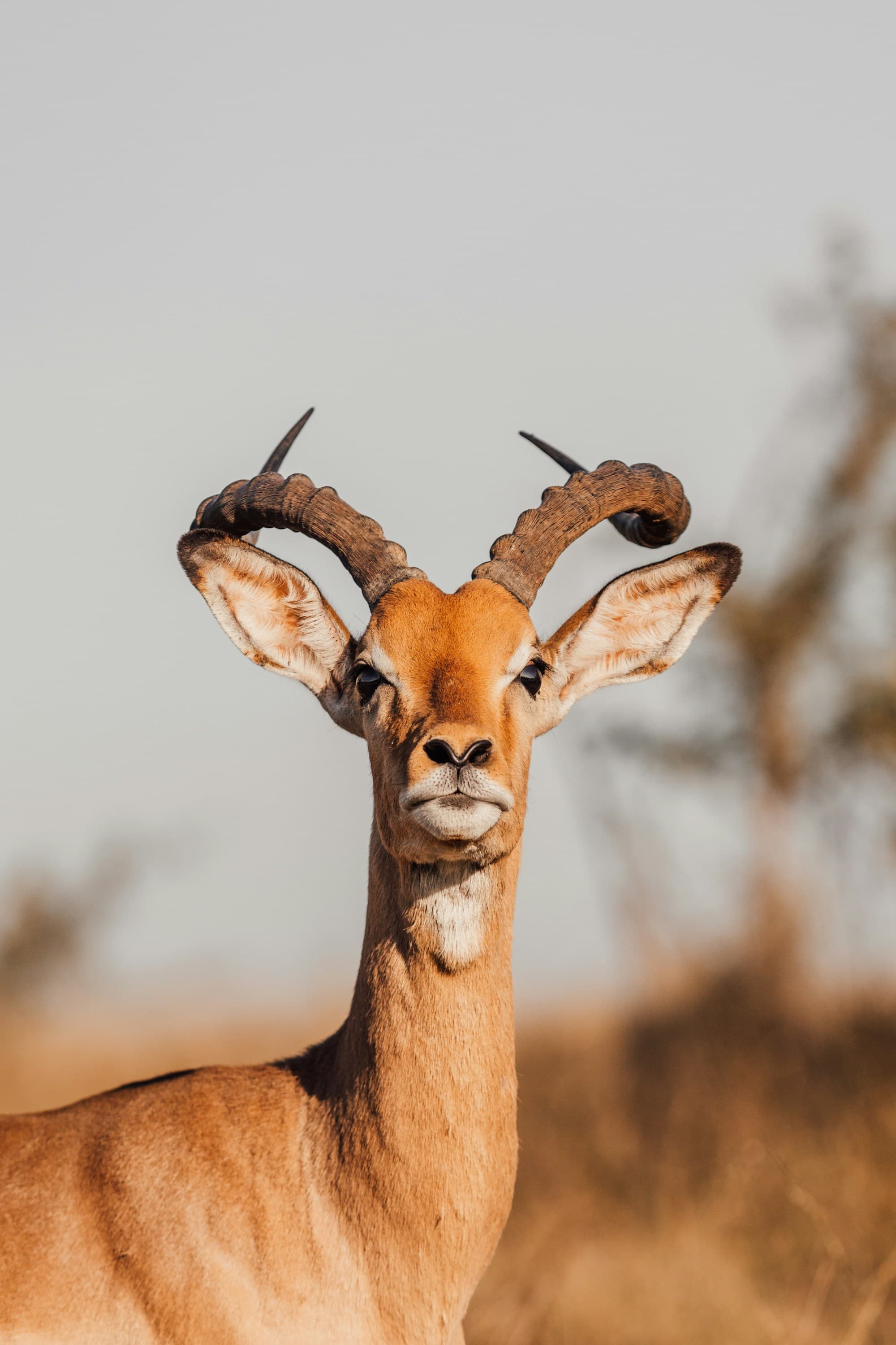 A close-up of an adult impala with prominent curved horns against a blurred natural background.