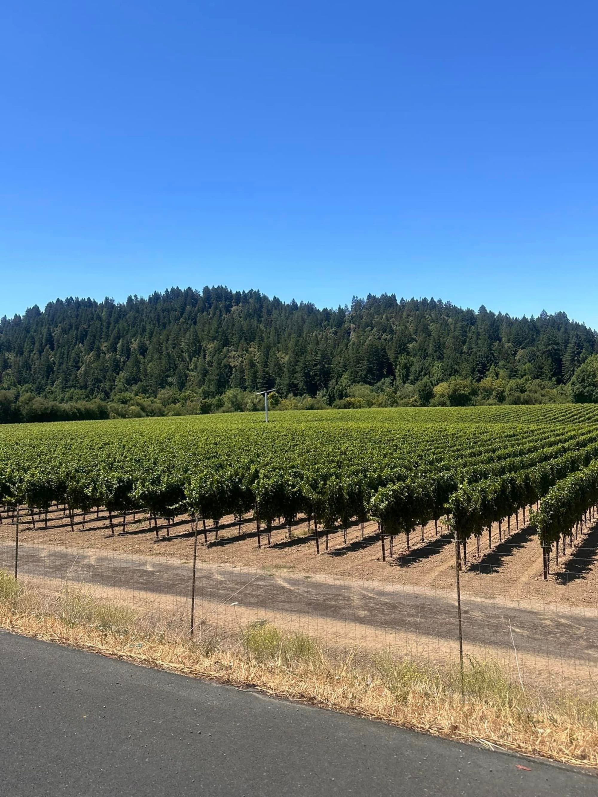 The image shows a vineyard with rows of grapevines, a fence in the foreground, and a forested hill under a clear blue sky.