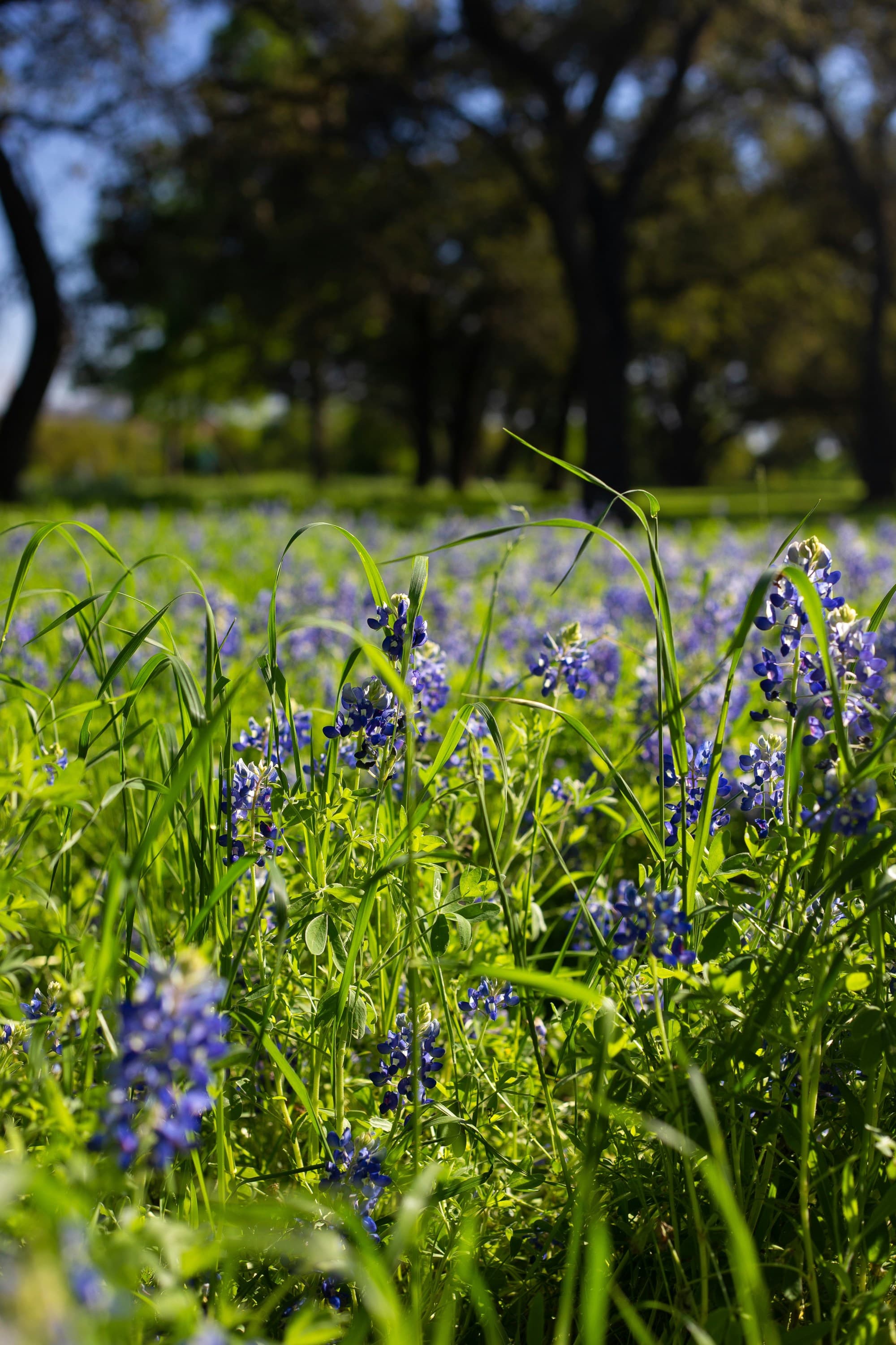 Bluebonnet flowers stand tall in a field on a sunny day.