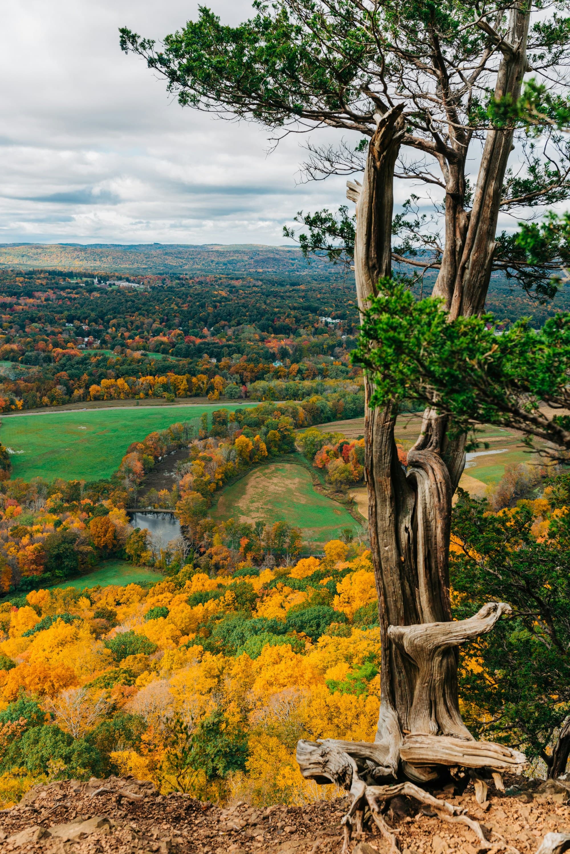 The image shows a vibrant autumn landscape with a twisted, leafless tree in the foreground and a colorful forest in the background.