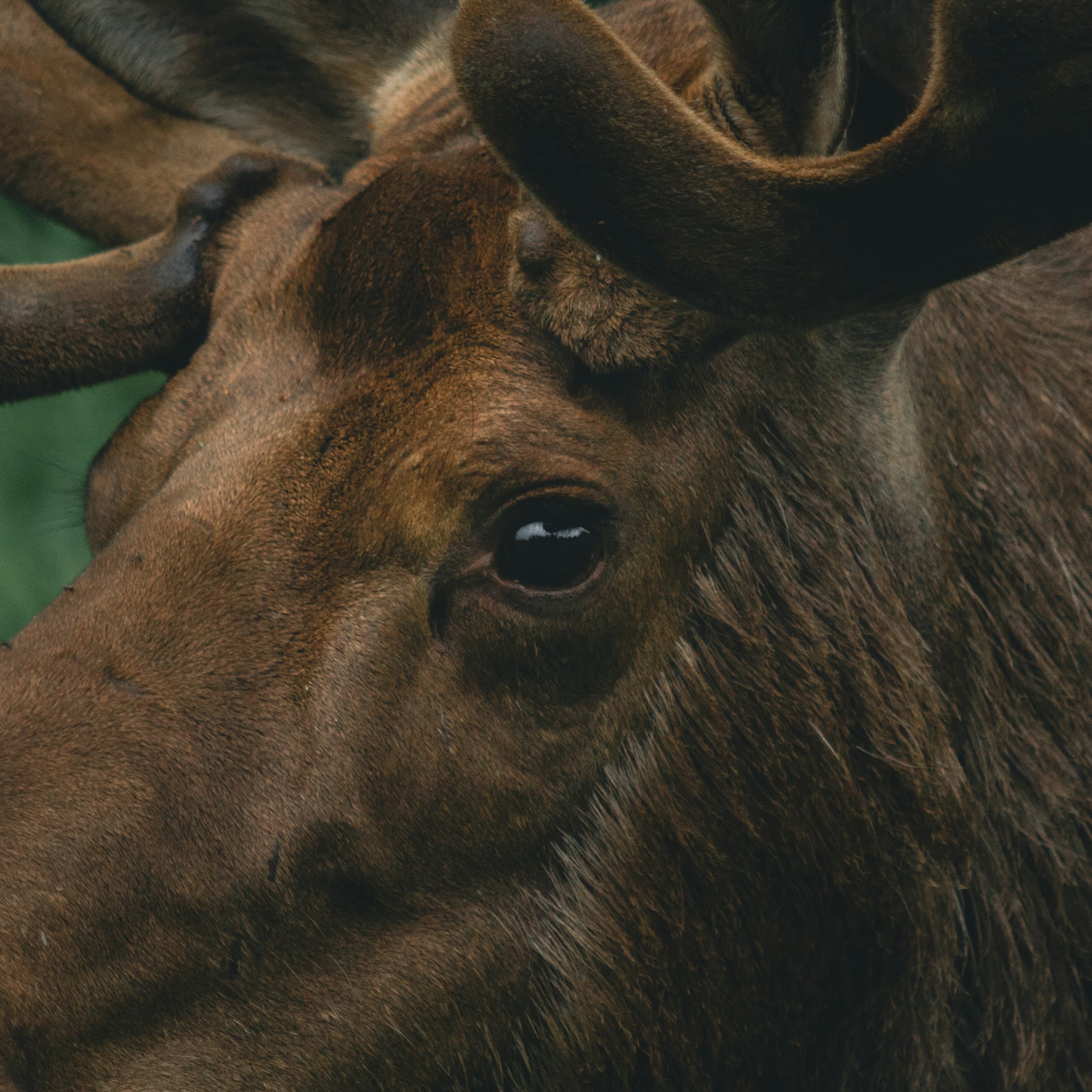 A close-up of a moose's eye in Alaska.