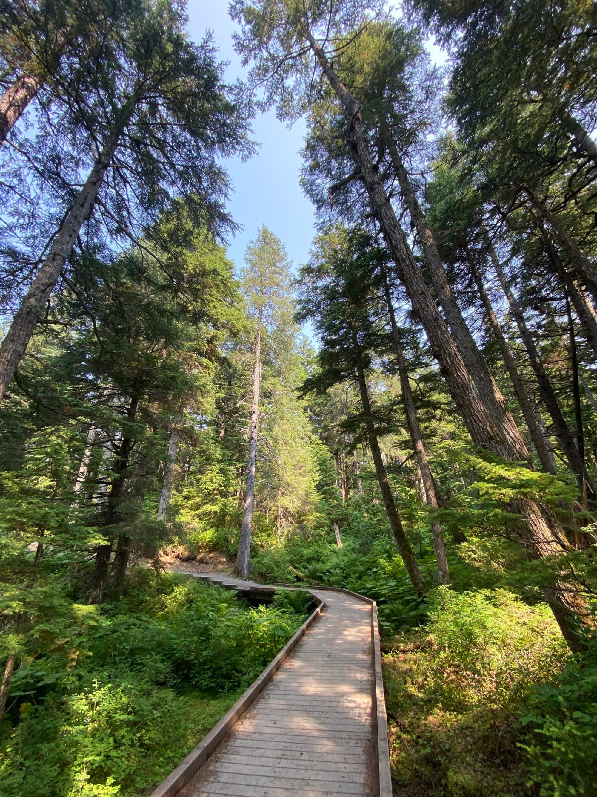 A wooden boardwalk trail leads through a dense forest of tall trees with sunlight filtering through the foliage.