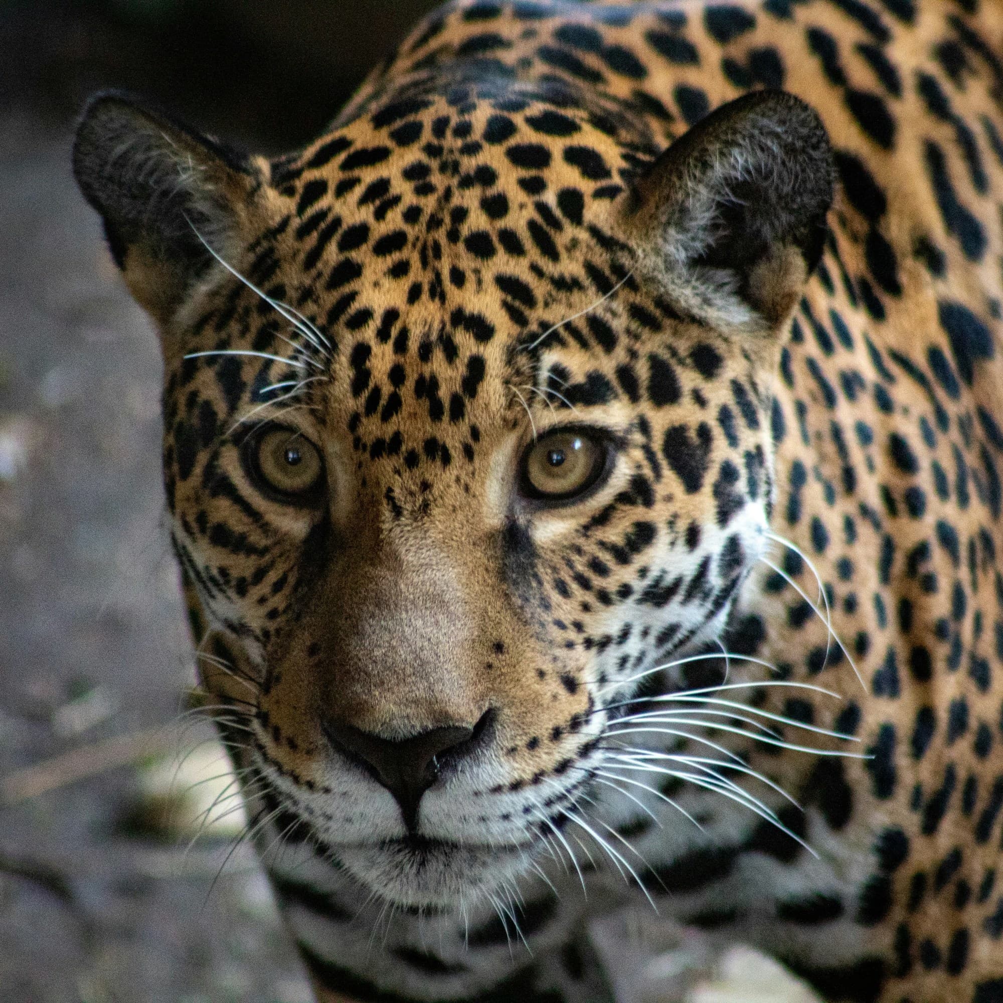 A brown, black and white leopard.