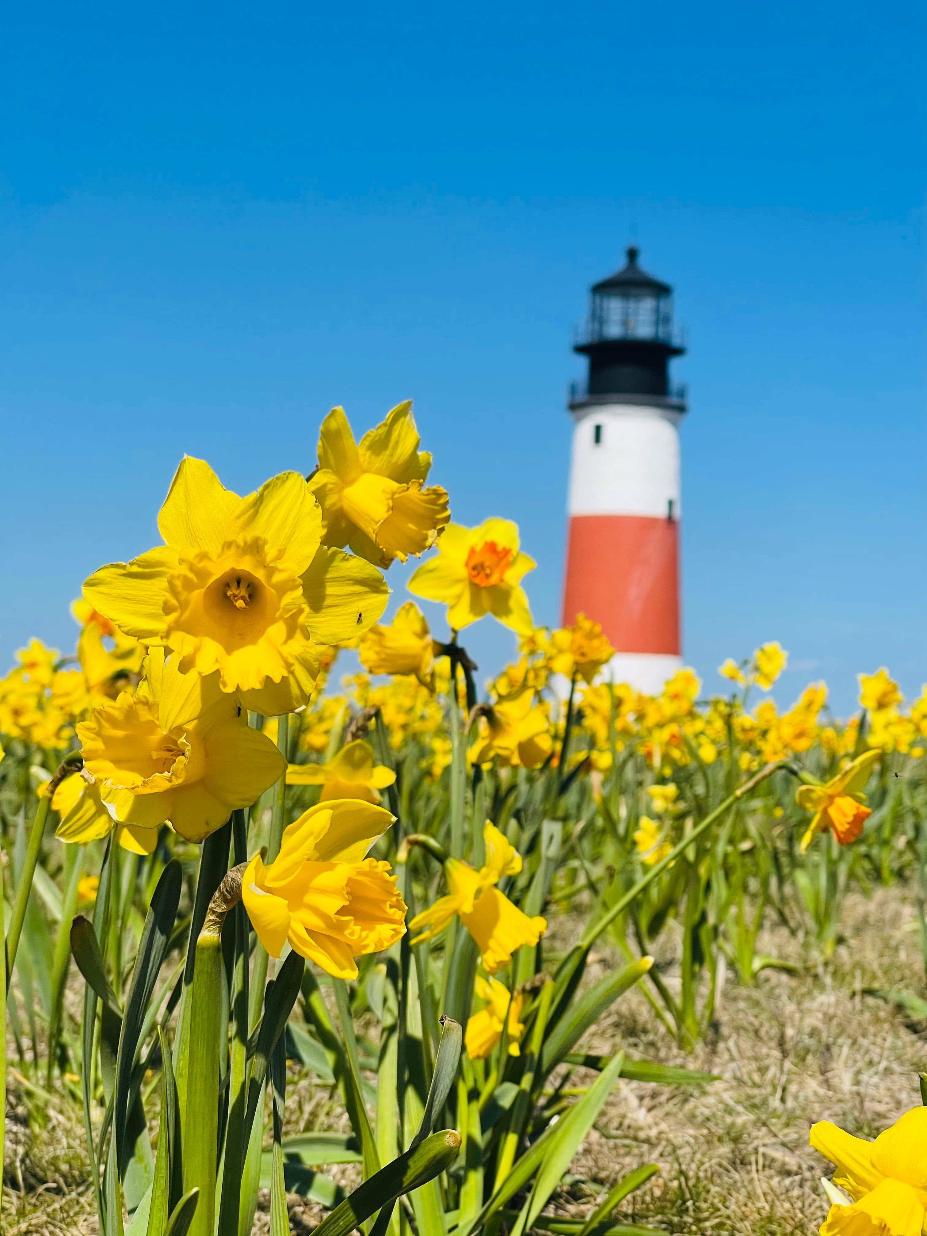 Daffodil weekend at Sankaty Lighthouse