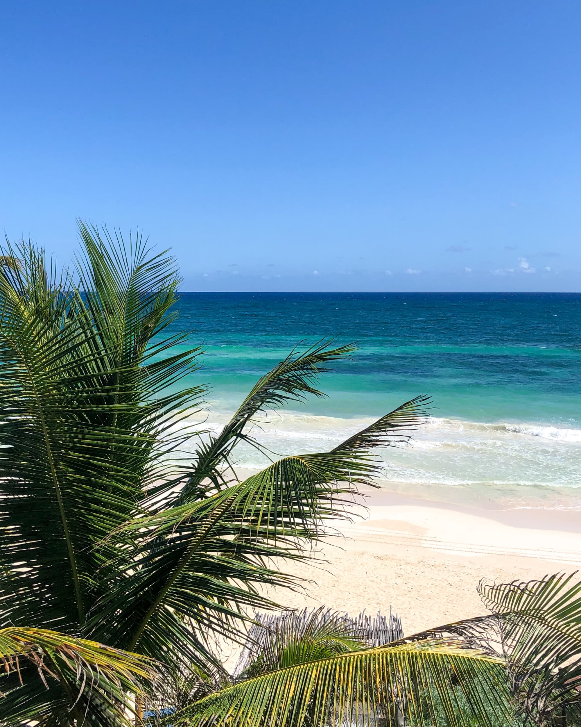 A view of the sea next to the beach with a palm tree in view during the daytime