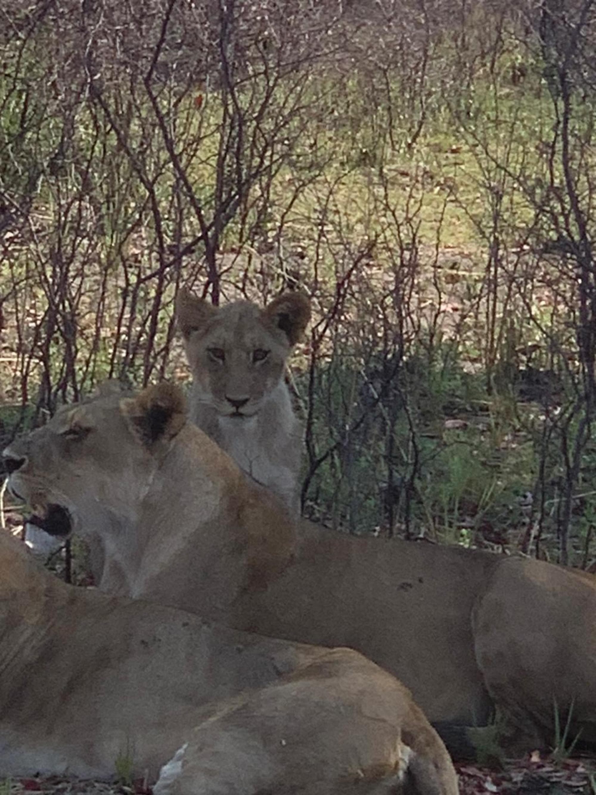 Two lions rest among trees with one facing the camera and the other looking away on a sunny day.