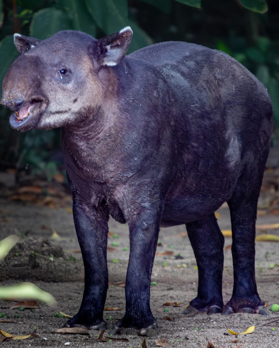 South American tapir with its mouth open