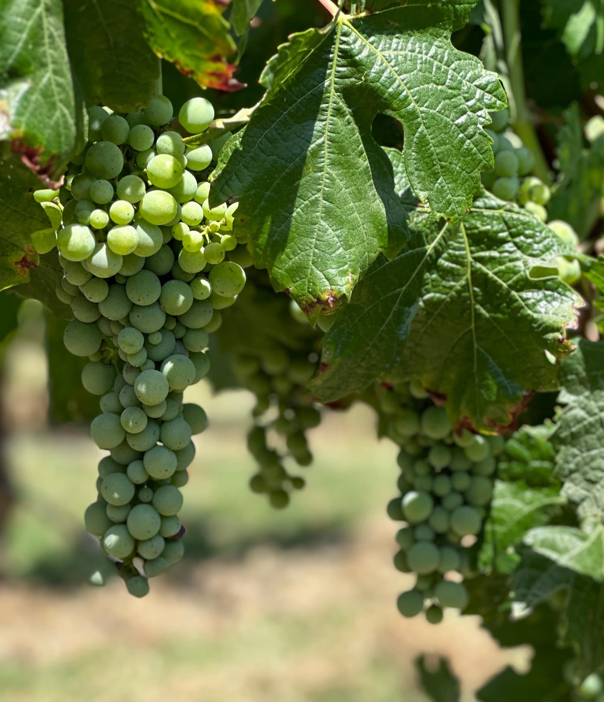 Grapes at Montes Vineyard