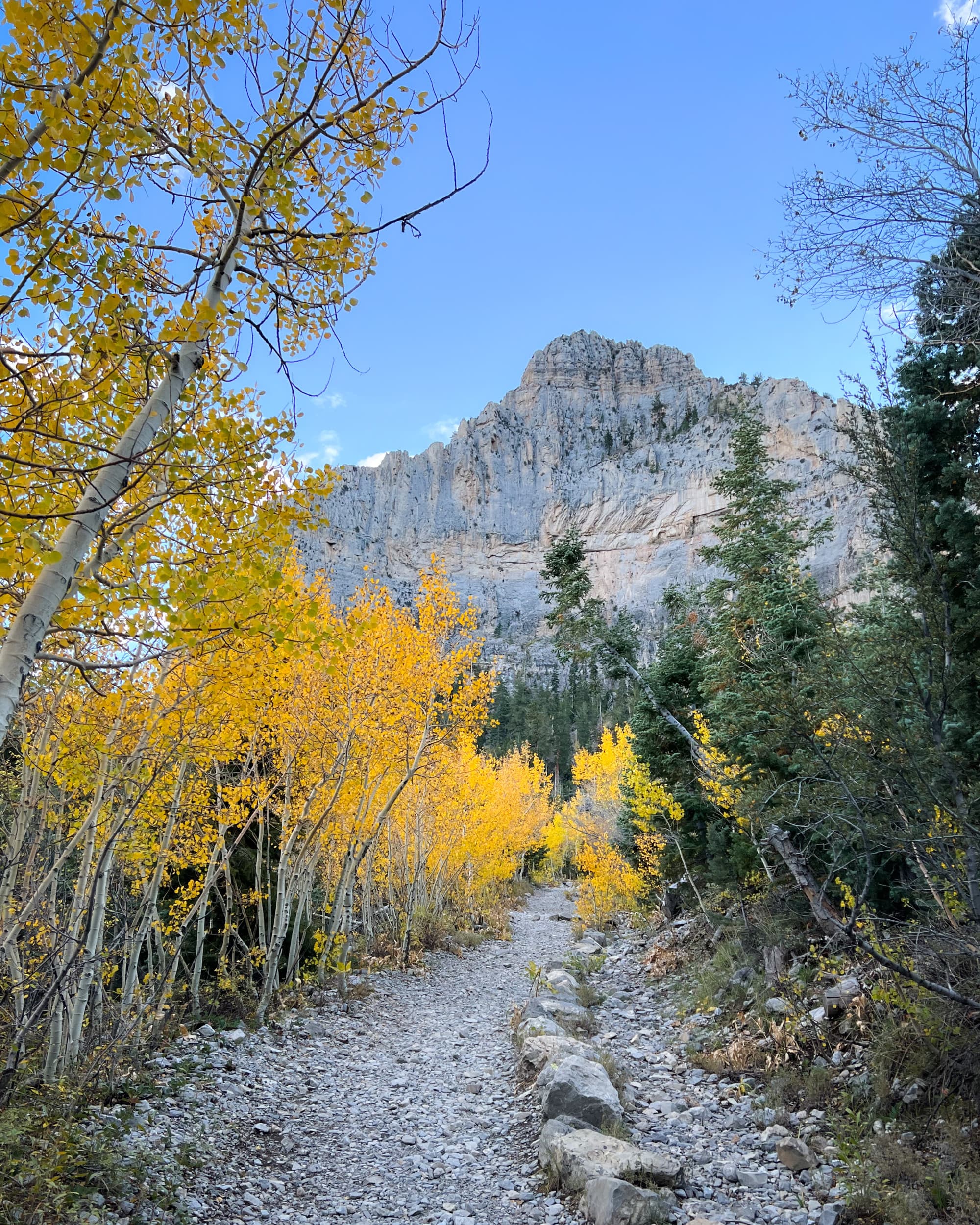 The image depicts a scenic trail lined with vibrant yellow-leaved trees leading towards a rocky mountain under a clear blue sky.