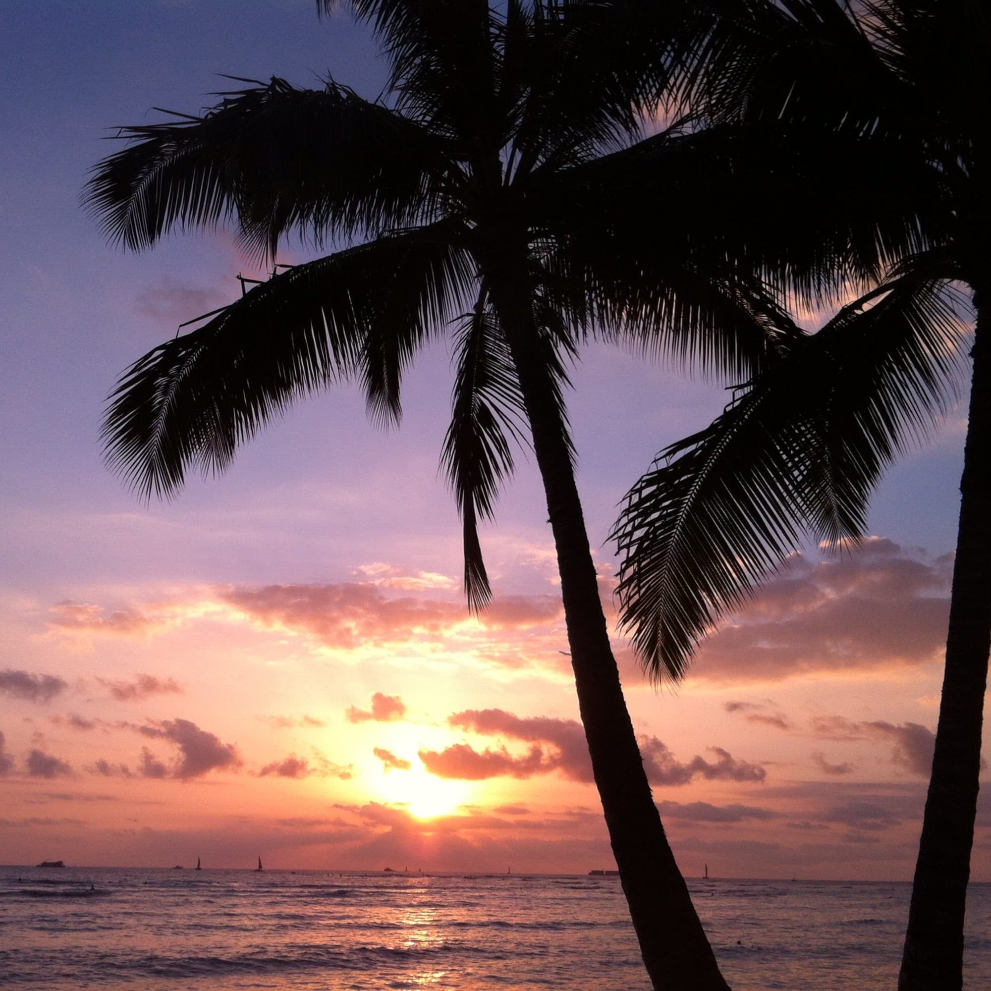 Palm trees set next to a body of water during a purple and orange sunset