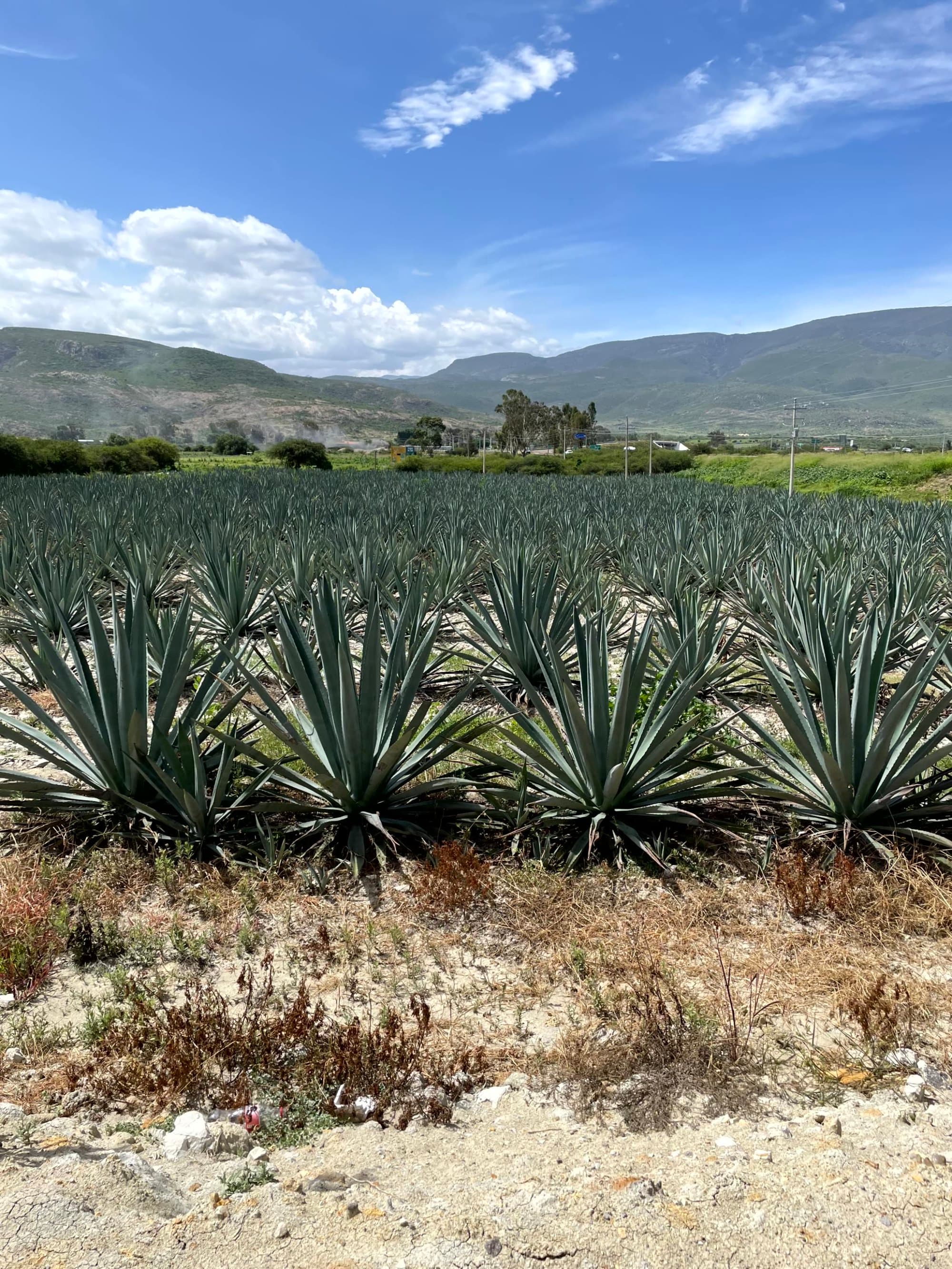 The image shows a group of yucca plants in a dry landscape with mountains in the background under a clear blue sky.