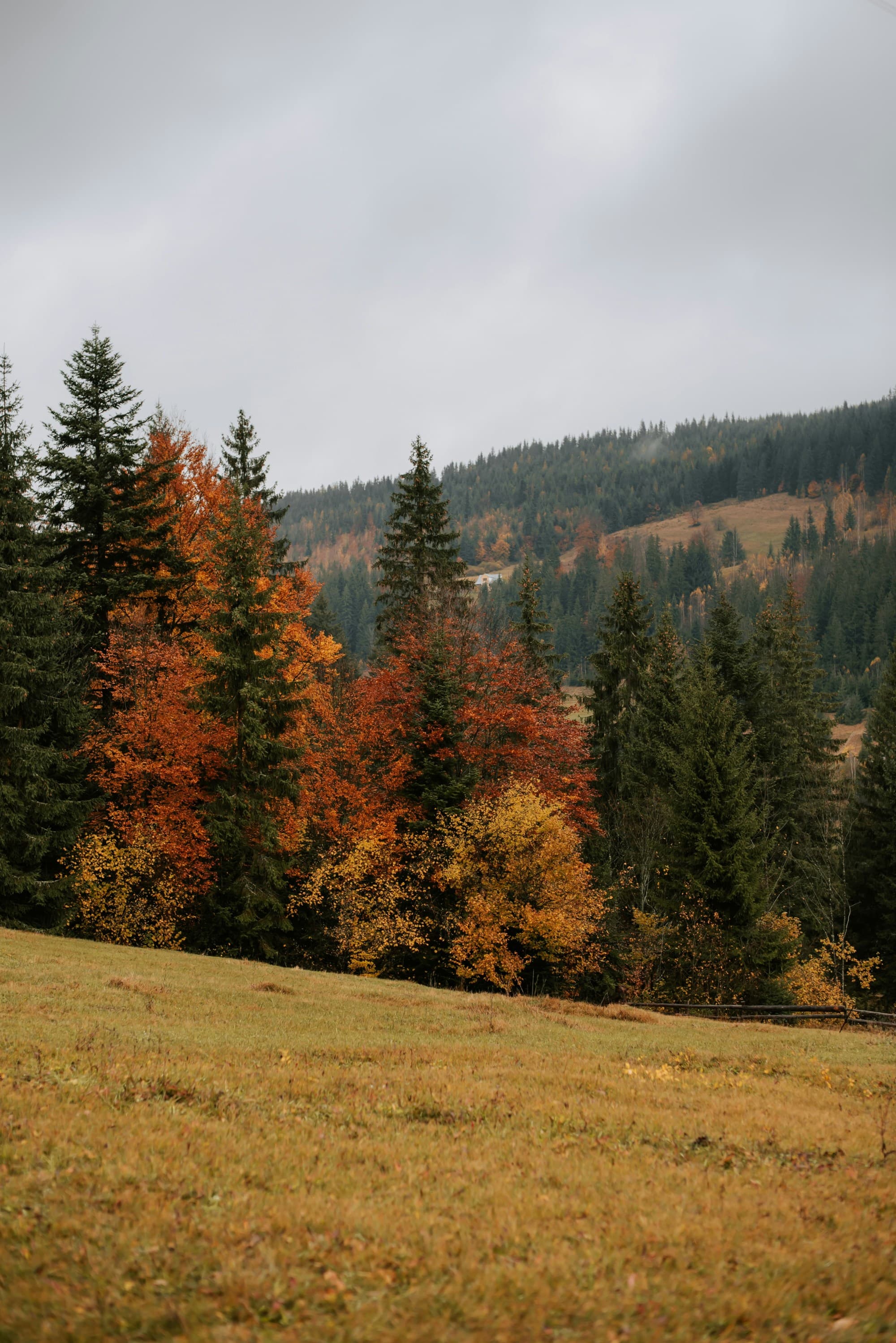 The image depicts a scenic autumn landscape with a variety of trees showcasing fall foliage against a backdrop of overcast skies.