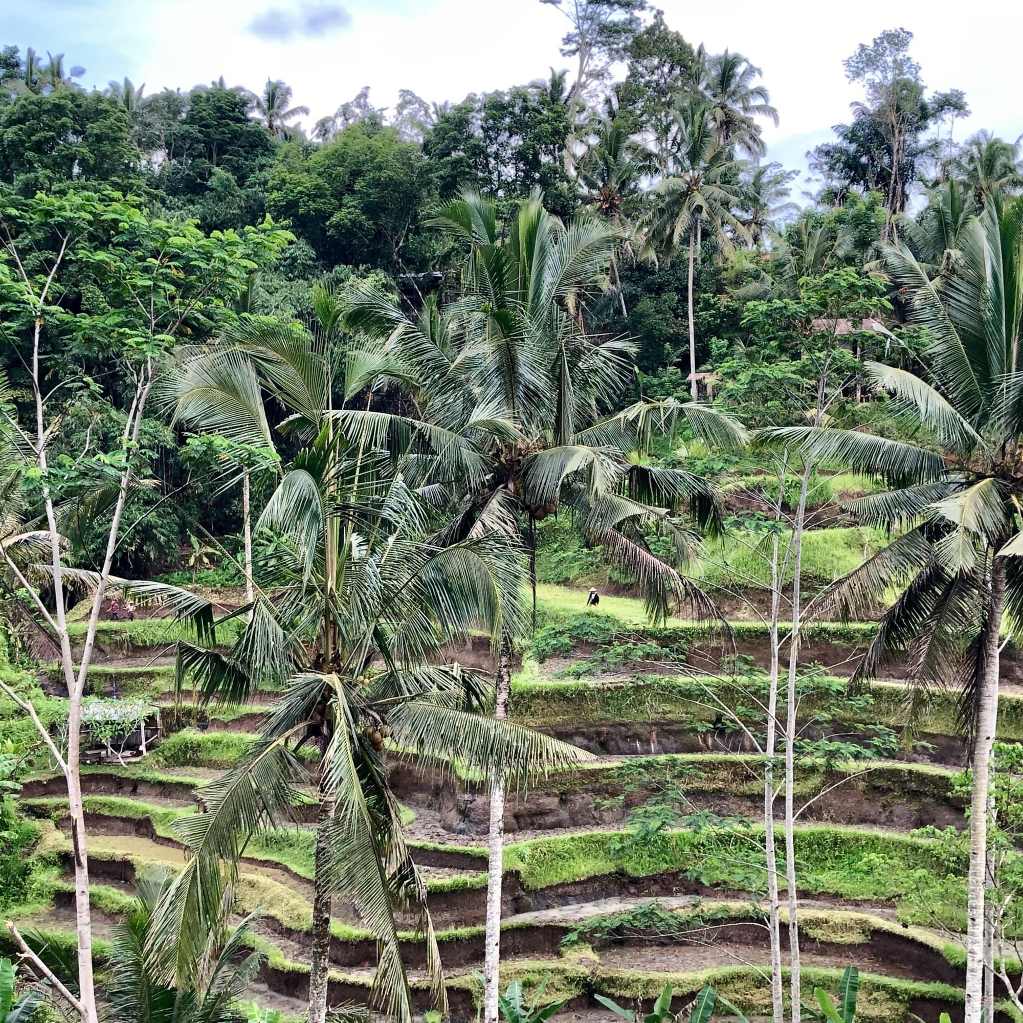 Palm trees during daytime in front of rice terraces.