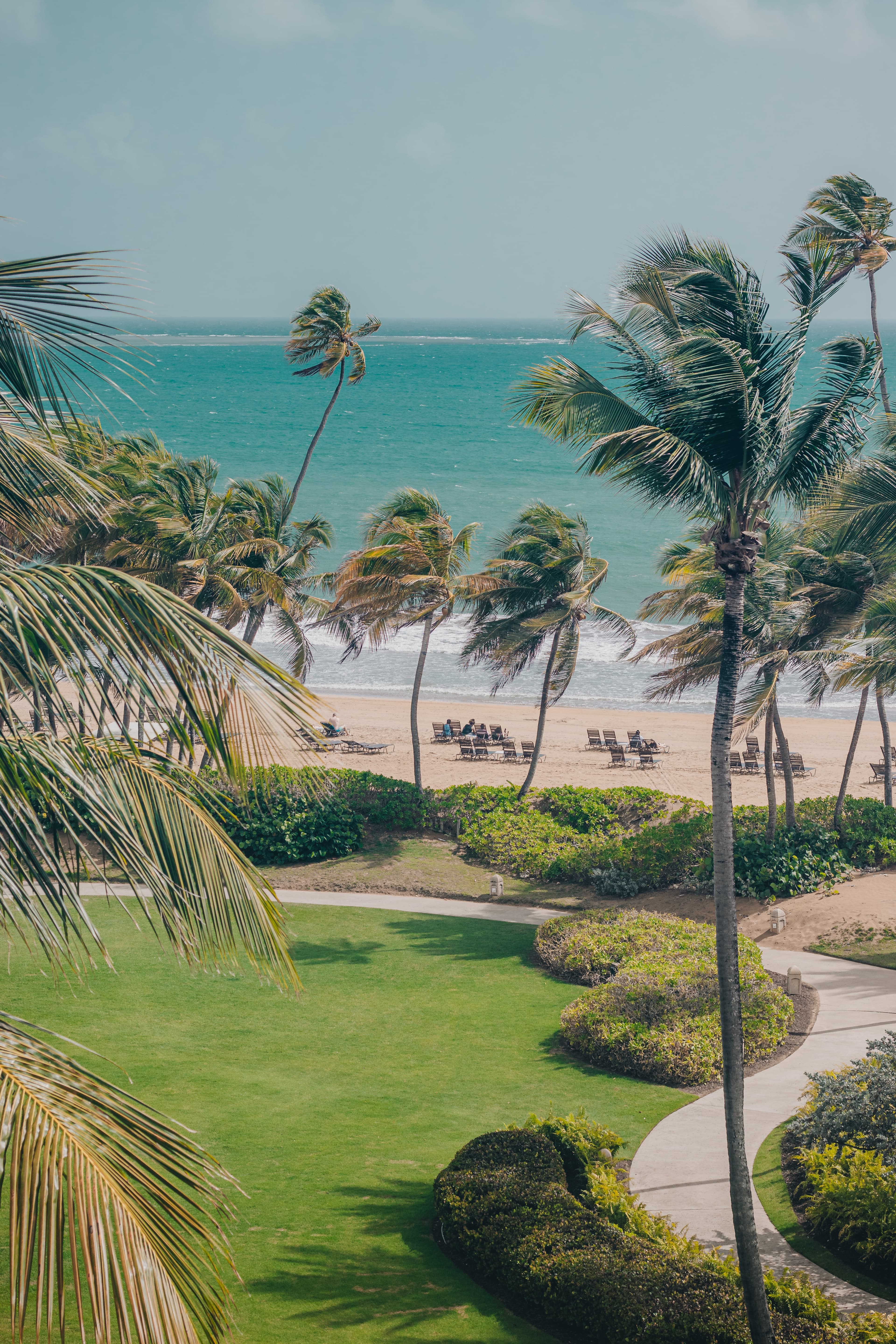 palm trees next to beach and grass during daytime