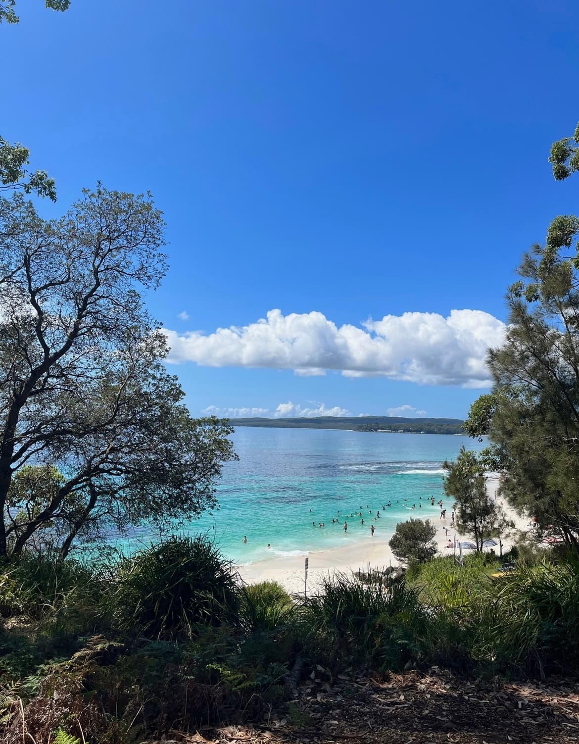 a beach with people through a grassy clearing of trees on a clear blue sky day