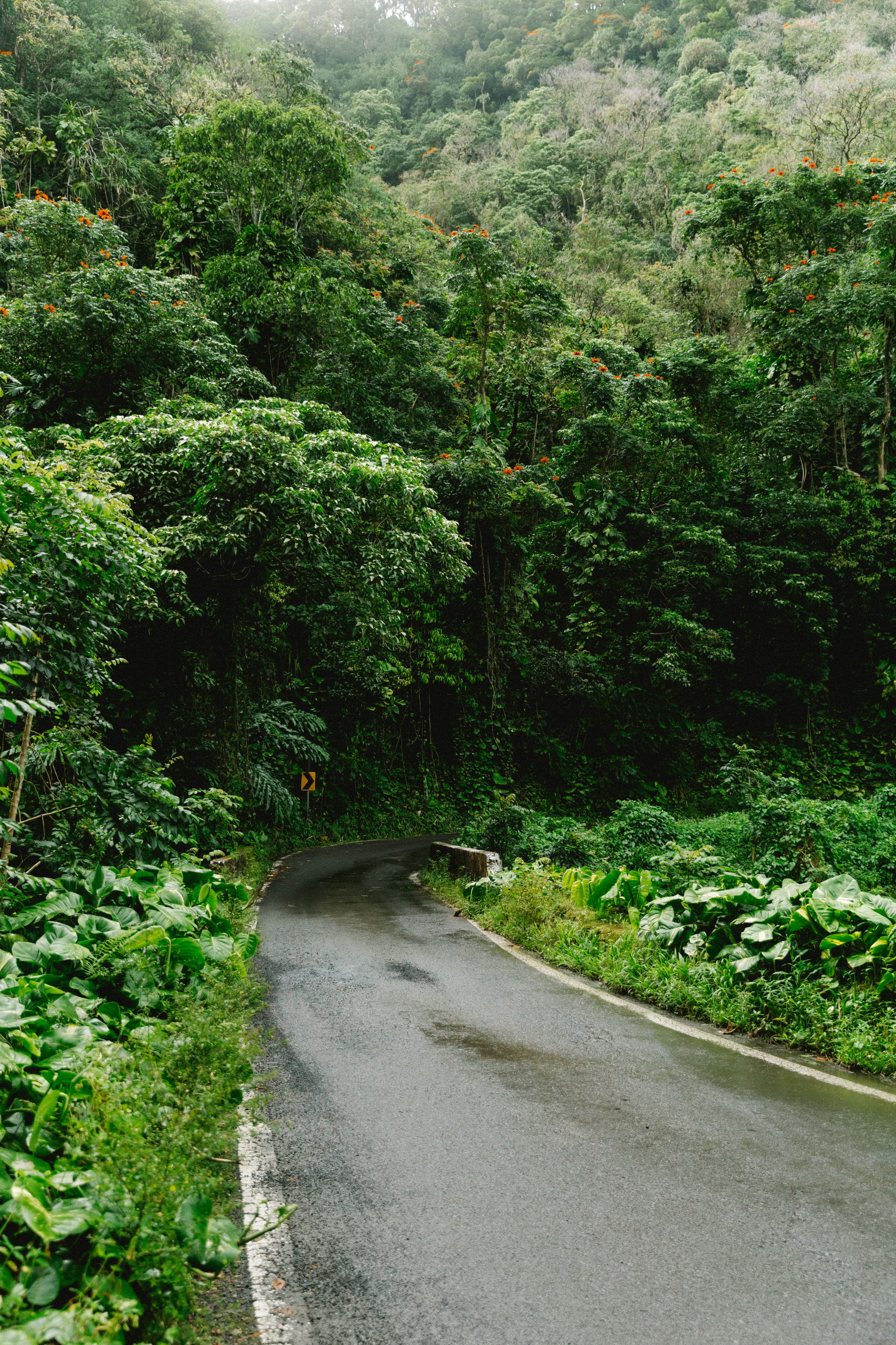 A paved road in the middle of a lush rainforest.