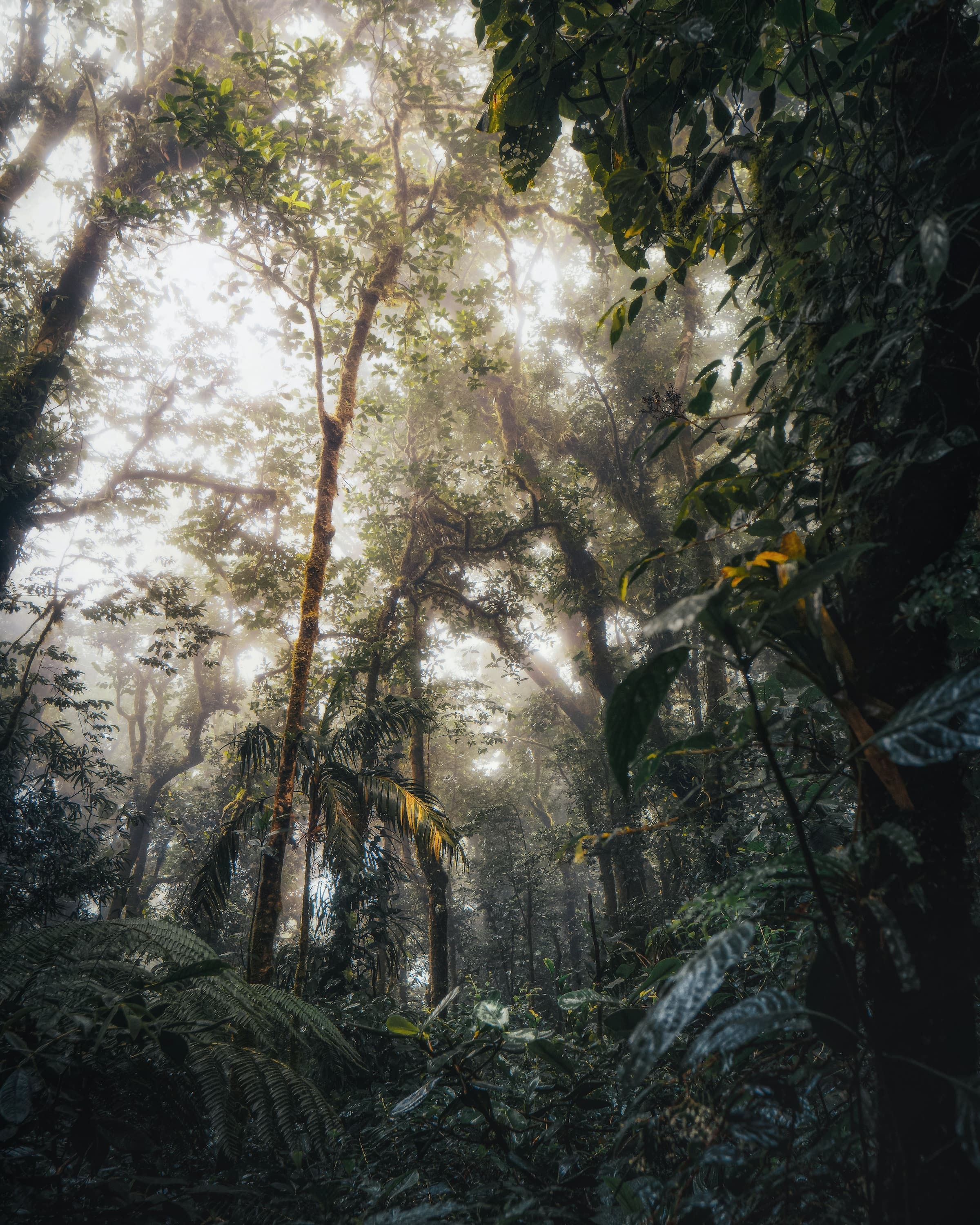 Costa Rica's cloud forests – where misty fog clings to the treetops – offer a refreshingly cool retreat from the warmer, tropical areas of the country.