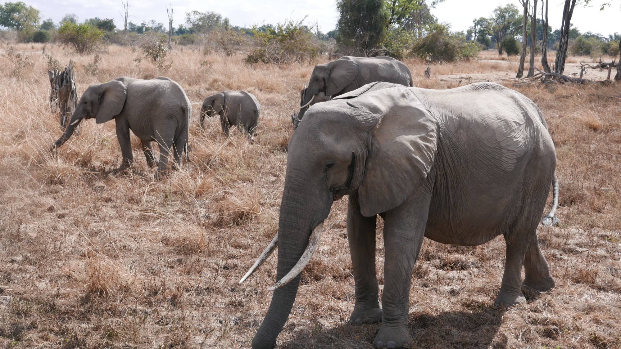 elephants