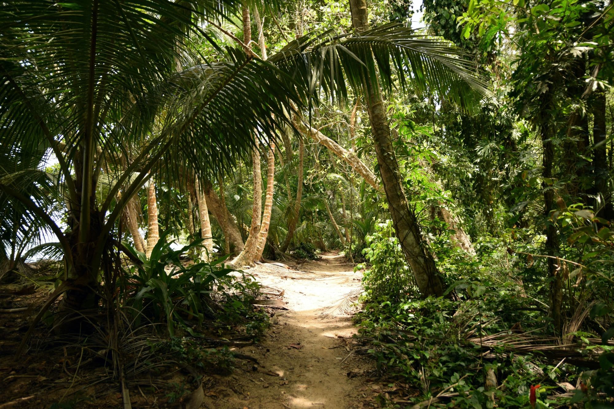 a lush jungle path near the ocean