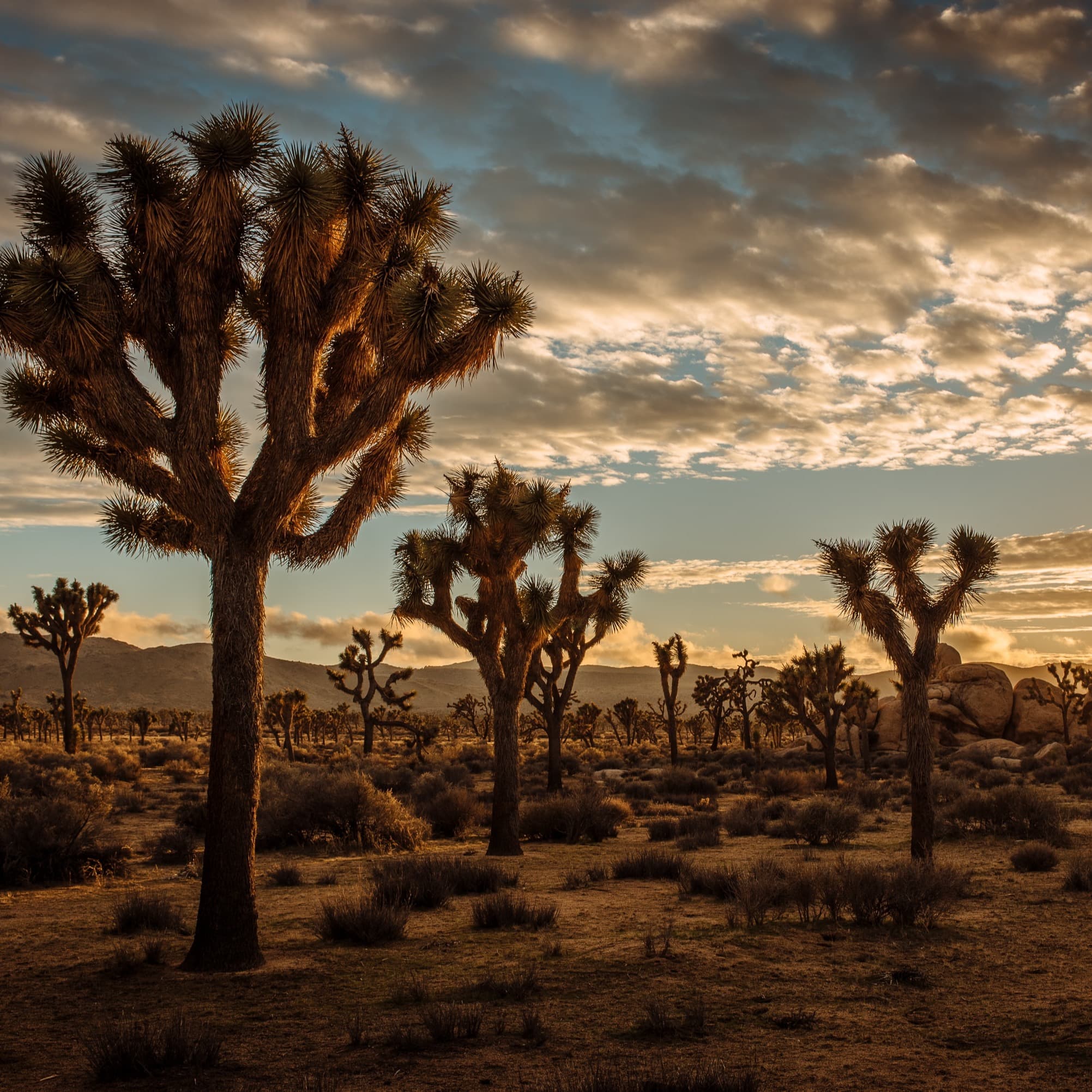 Cactus plants in desert