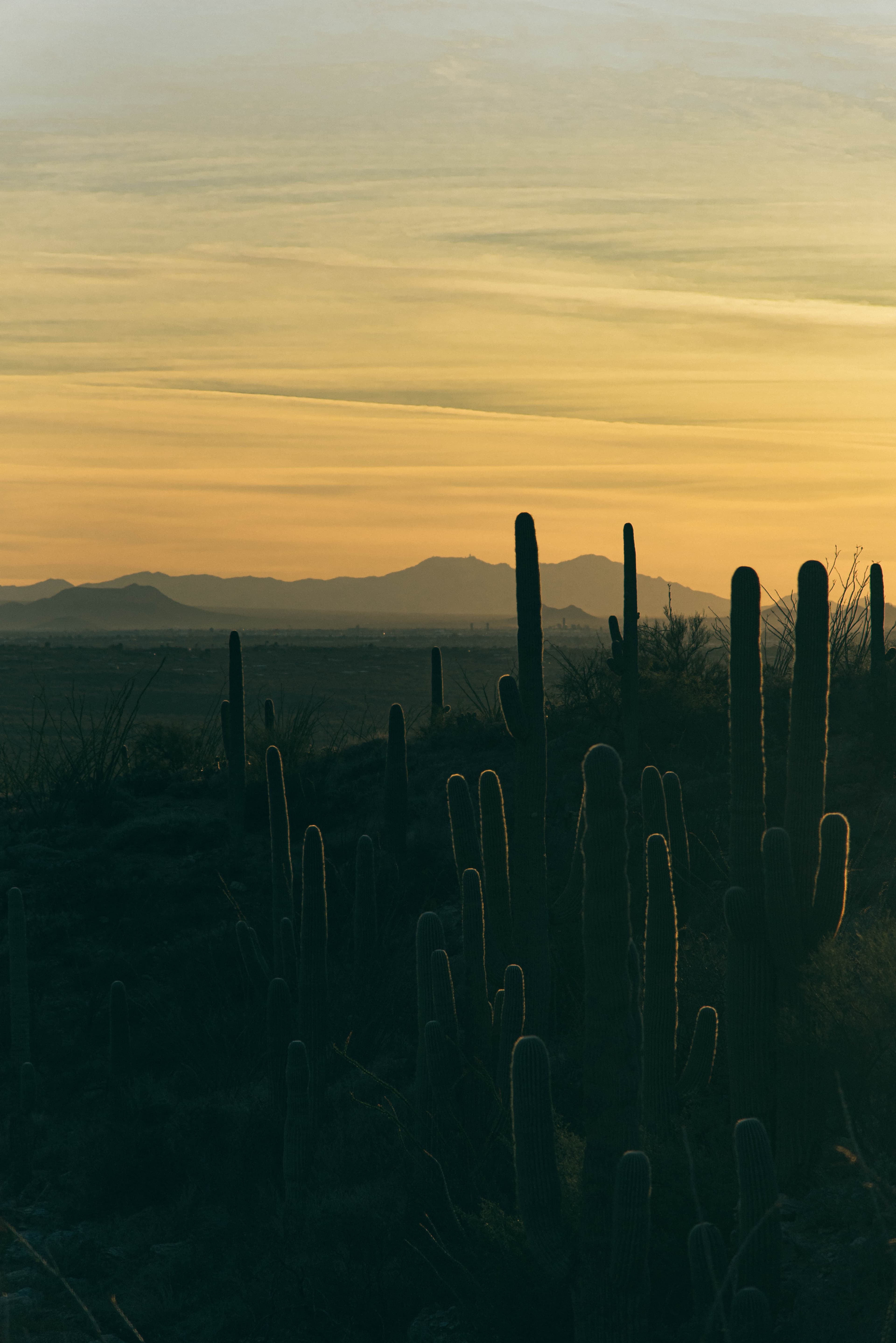 A cactus at sunset in Tucson.