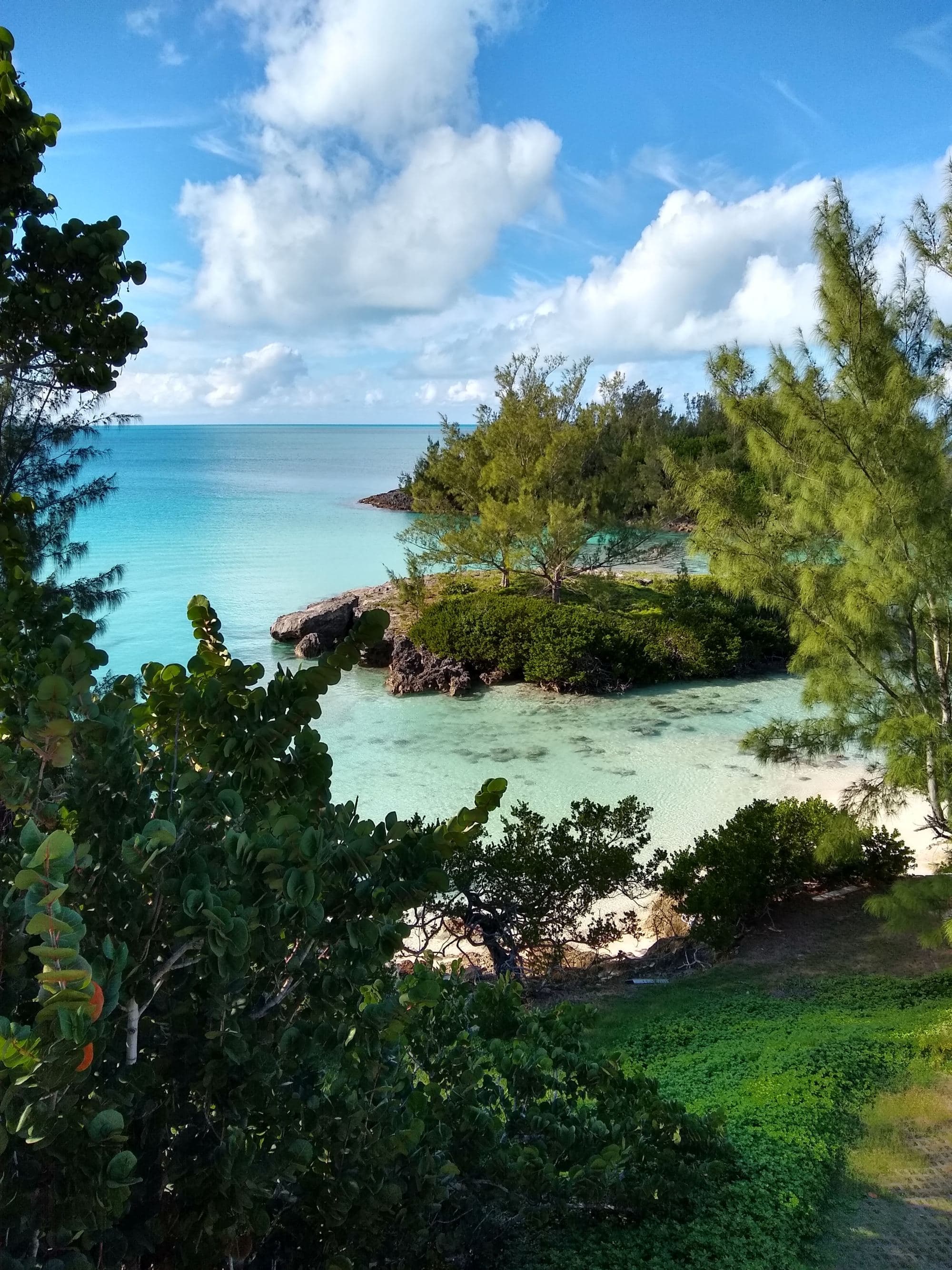 Green trees on seashore during daytime.