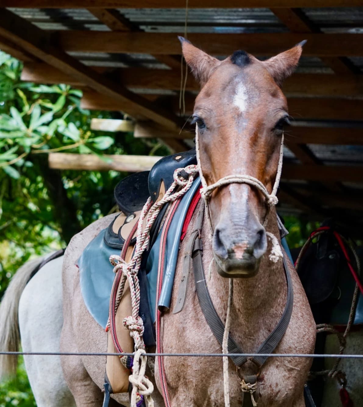 horse in the jungle with harness