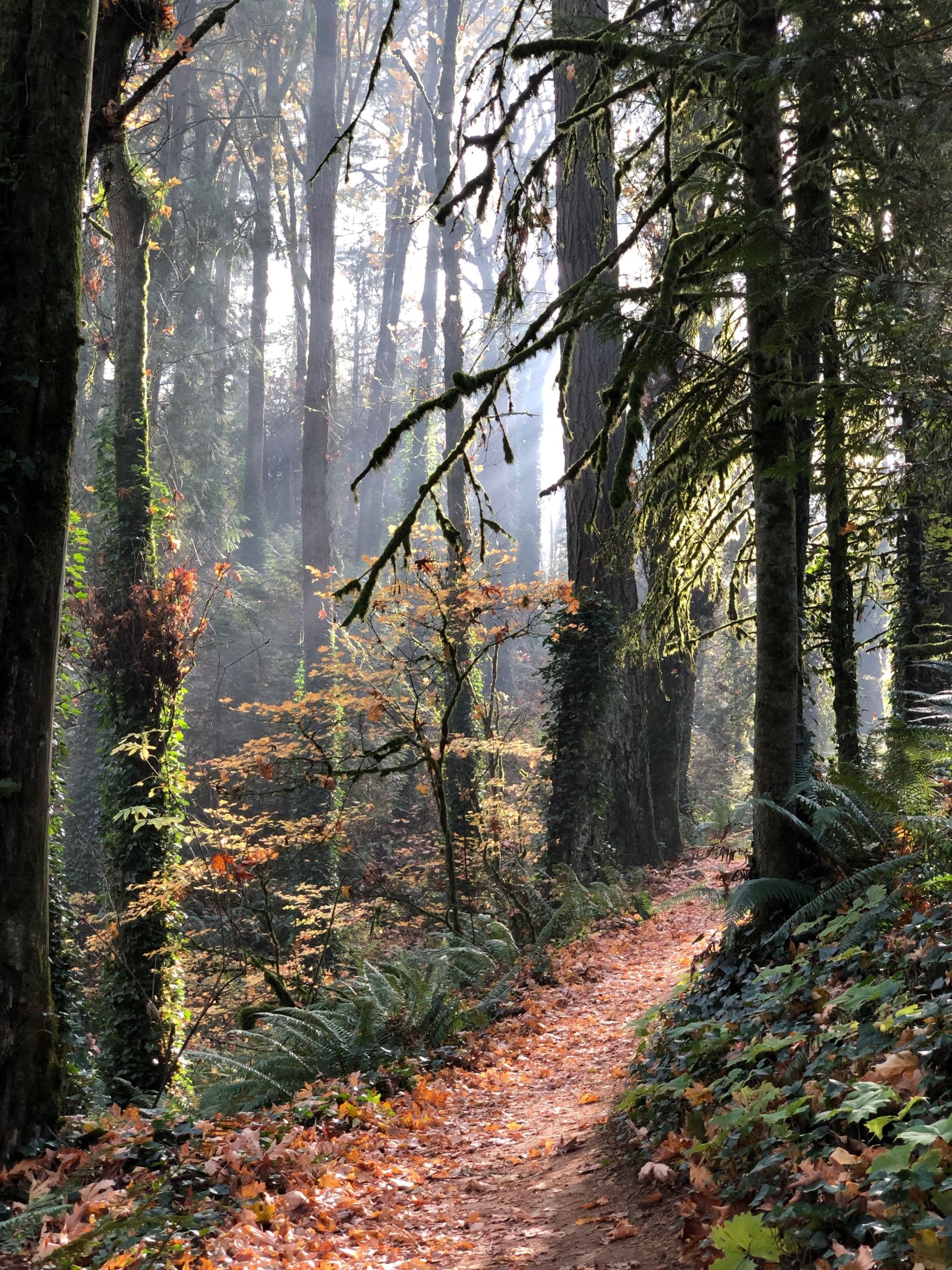 A hiking trail during the daytime