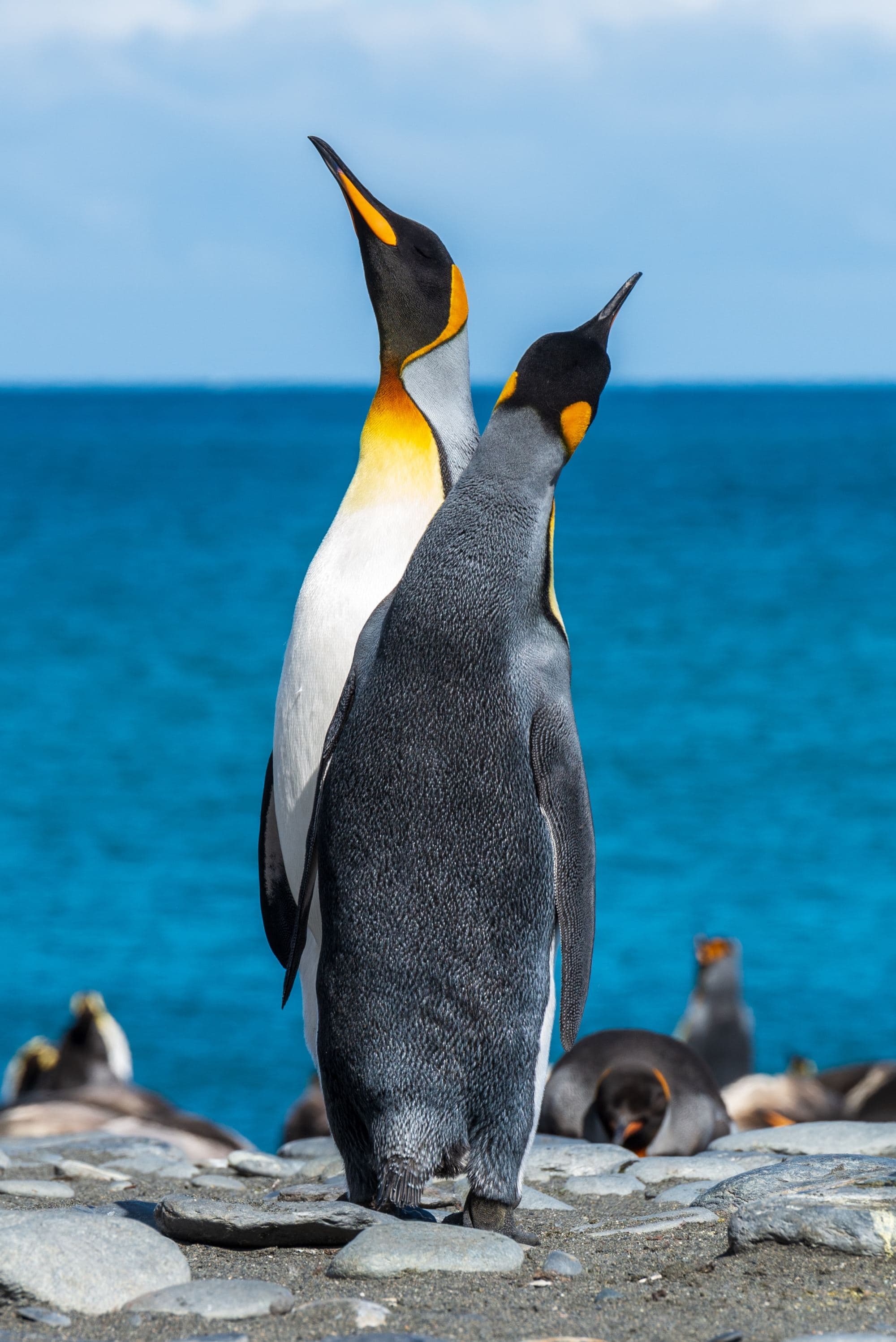 A picture of two penguins.