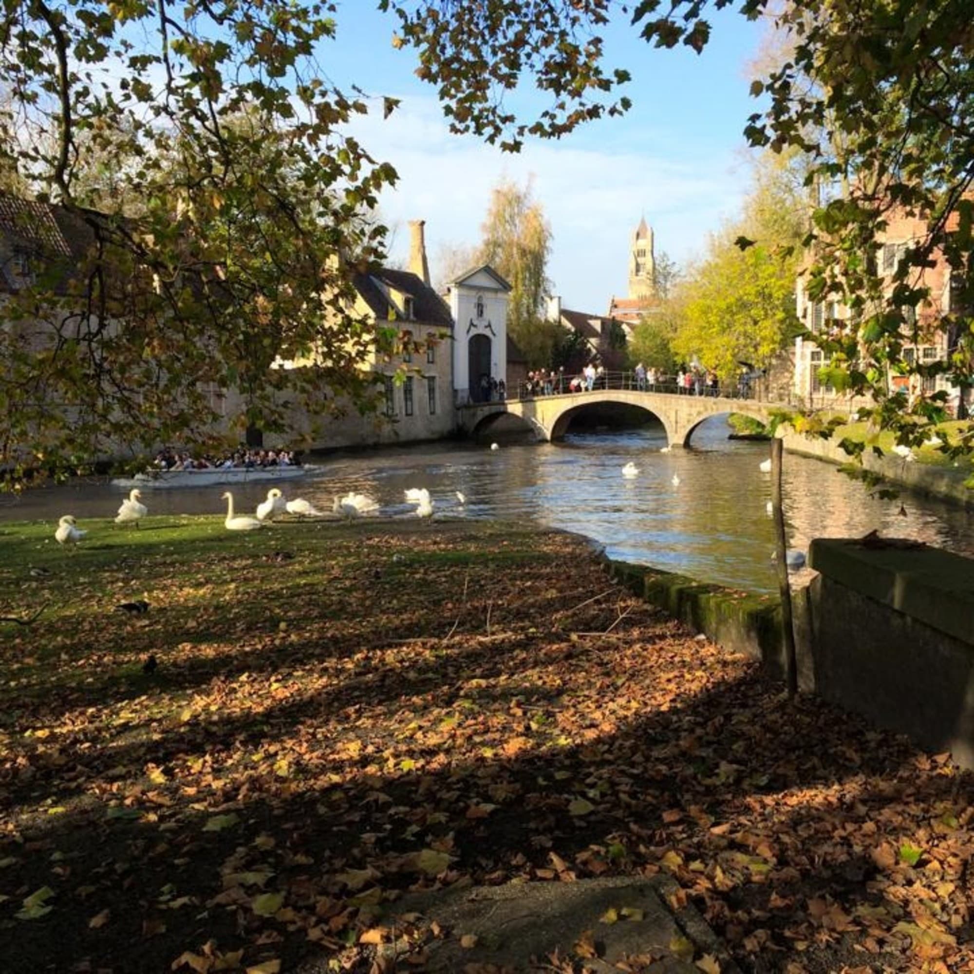 A picture of lake with white ducks near a bridge.