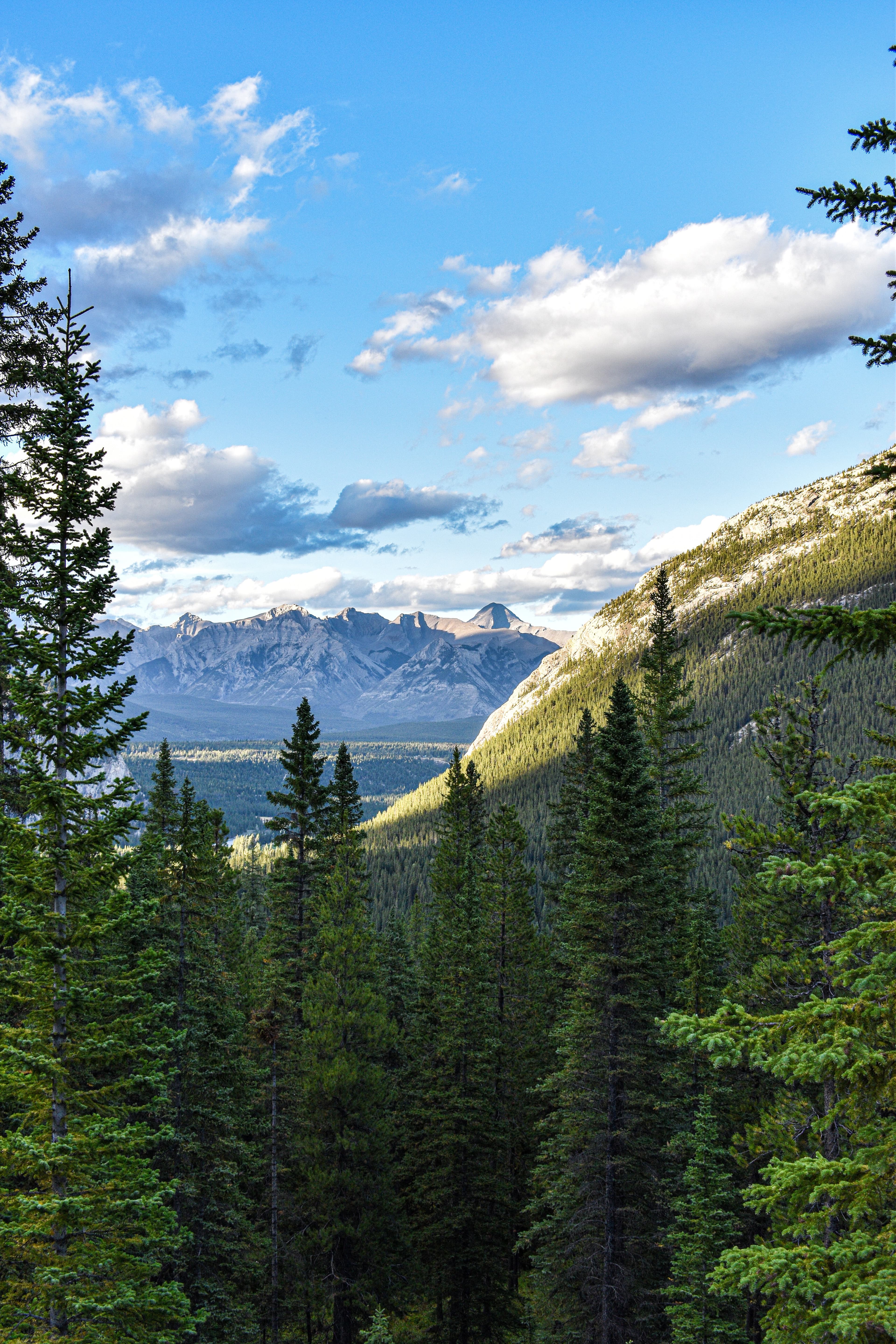 Green trees with snowy mountains in the background with blue skies during daytime