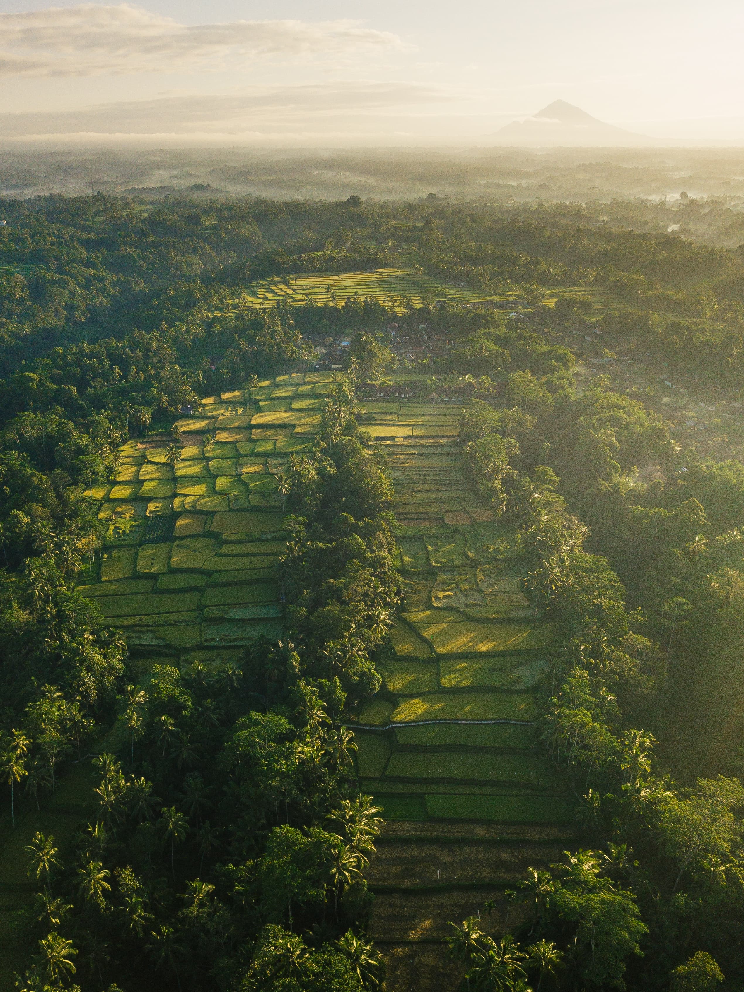 aerial view of green rice fields during daytime